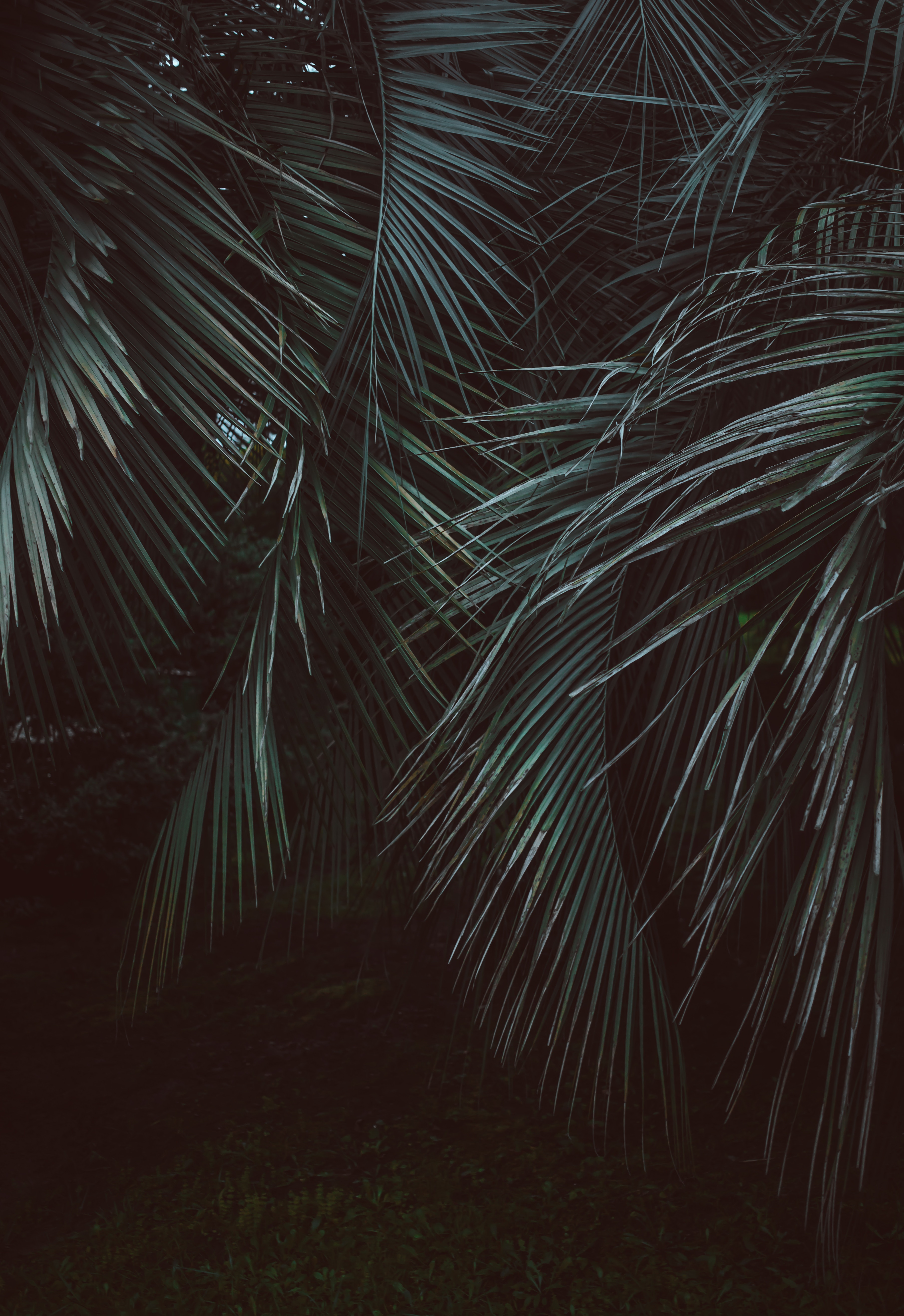 jungle, dark, nature, leaves, green, branches UHD