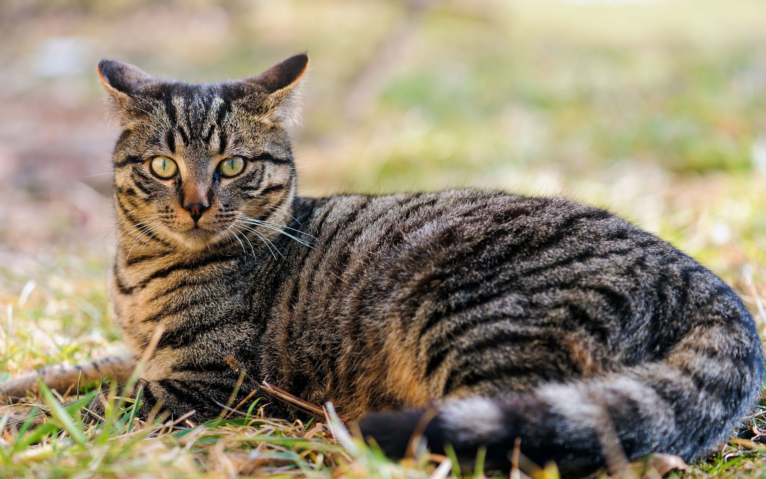 Descarga gratuita de fondo de pantalla para móvil de Animales, Gato.