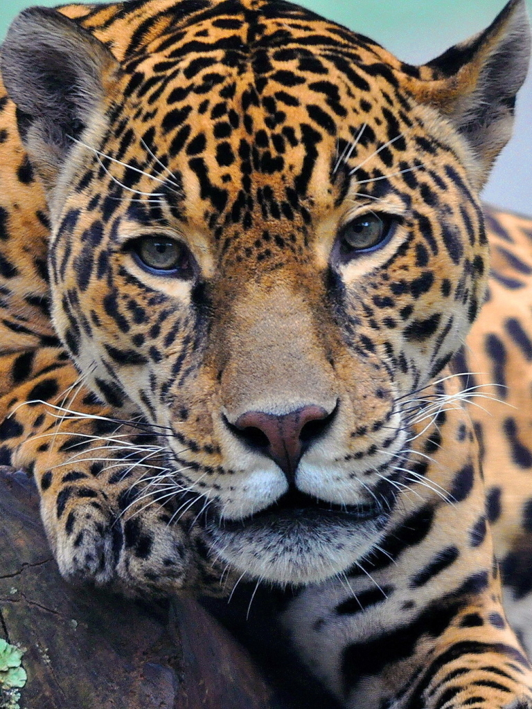 Descarga gratuita de fondo de pantalla para móvil de Animales, Gatos, Jaguar.