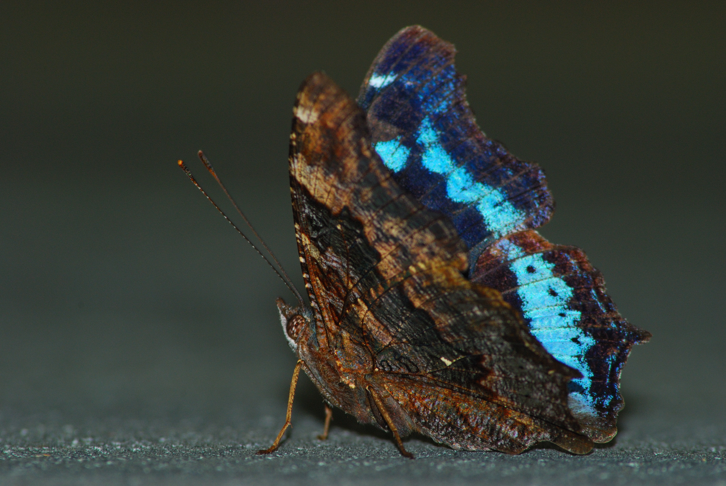 Baixe gratuitamente a imagem Animais, Borboleta na área de trabalho do seu PC