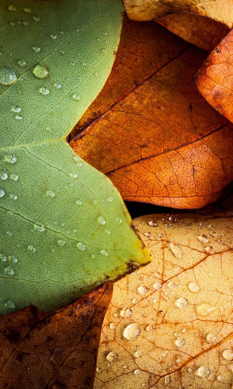 Download mobile wallpaper Leaf, Fall, Earth, Colors, Water Drop for free.