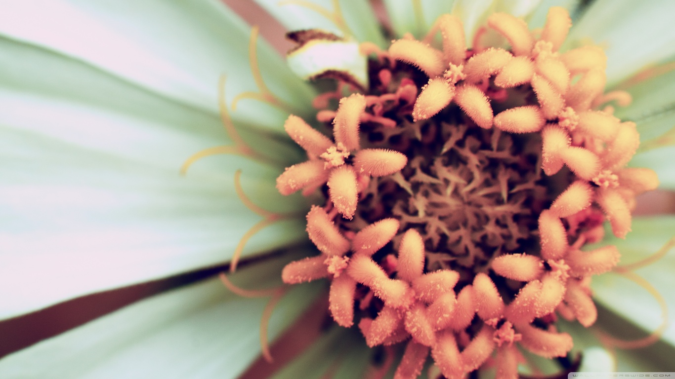 Laden Sie das Blumen, Blume, Erde/natur-Bild kostenlos auf Ihren PC-Desktop herunter