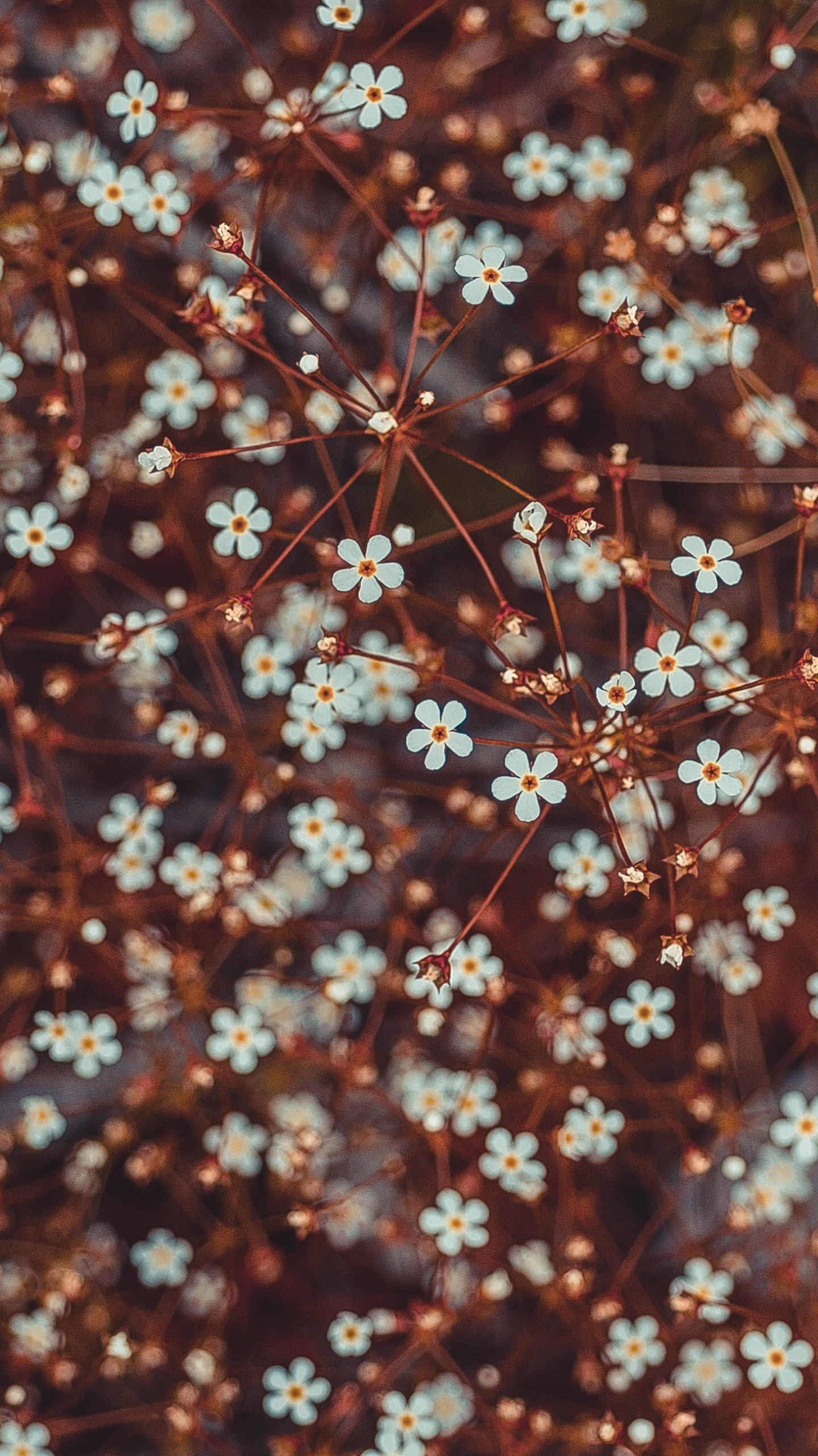 Laden Sie das Natur, Blumen, Blume, Nahansicht, Erde/natur-Bild kostenlos auf Ihren PC-Desktop herunter