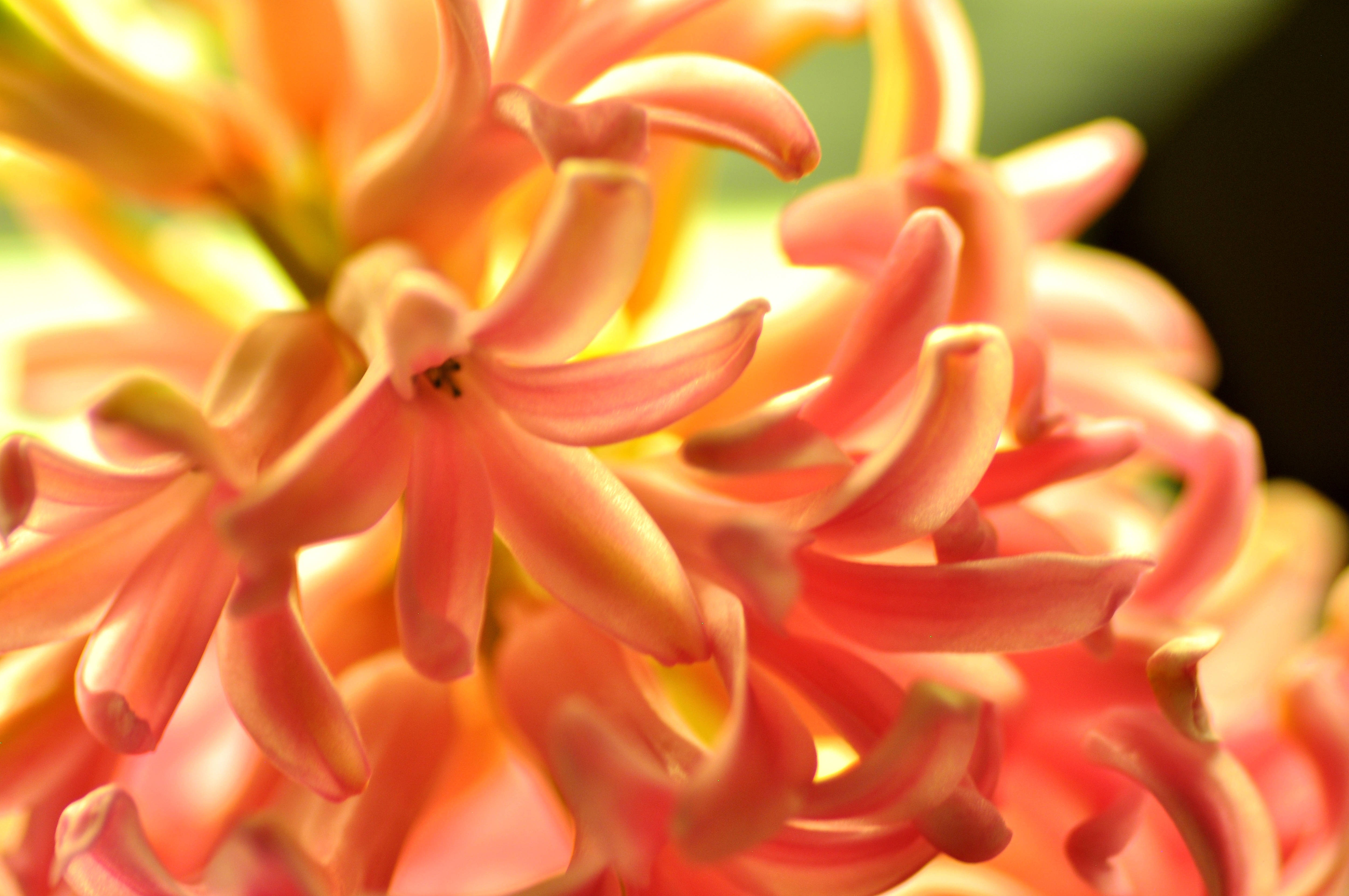 156263 Hintergrundbild herunterladen blume, orange, natur, hyacinth, makro - Bildschirmschoner und Bilder kostenlos