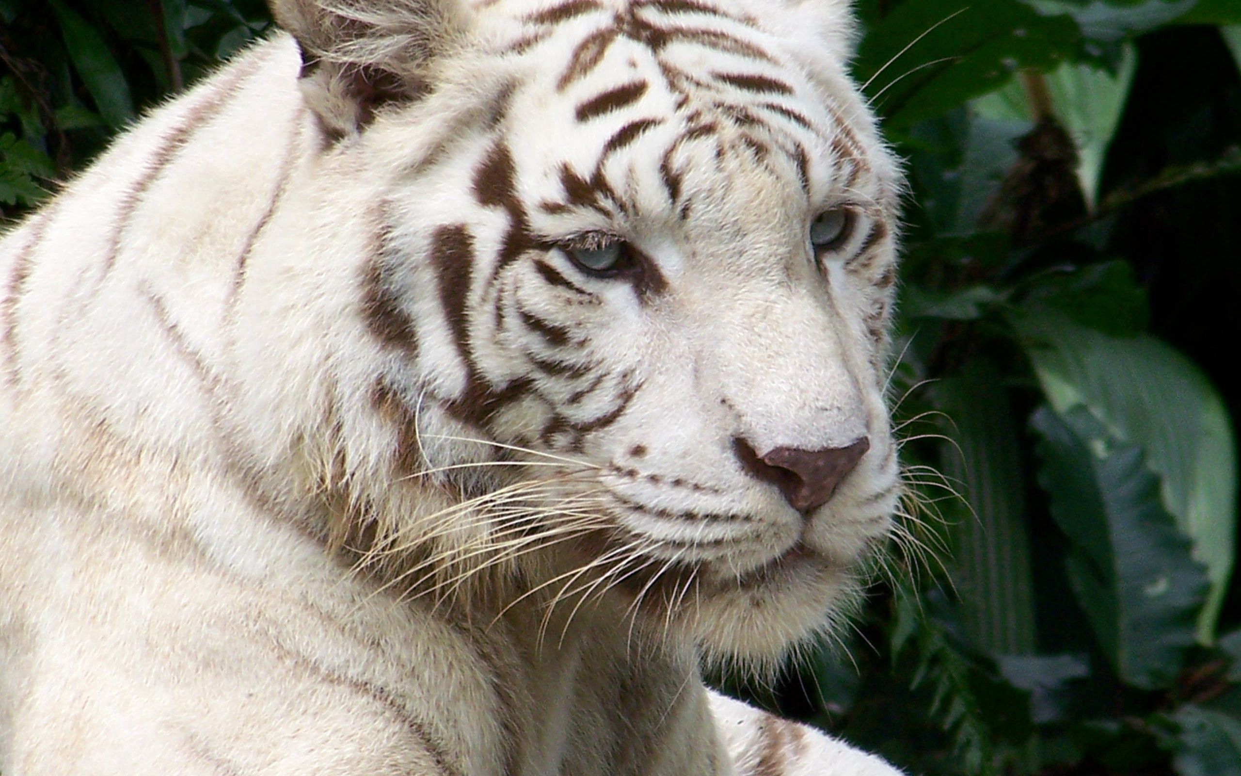 Free download wallpaper Muzzle, Striped, Albino, Animals, Tiger on your PC desktop
