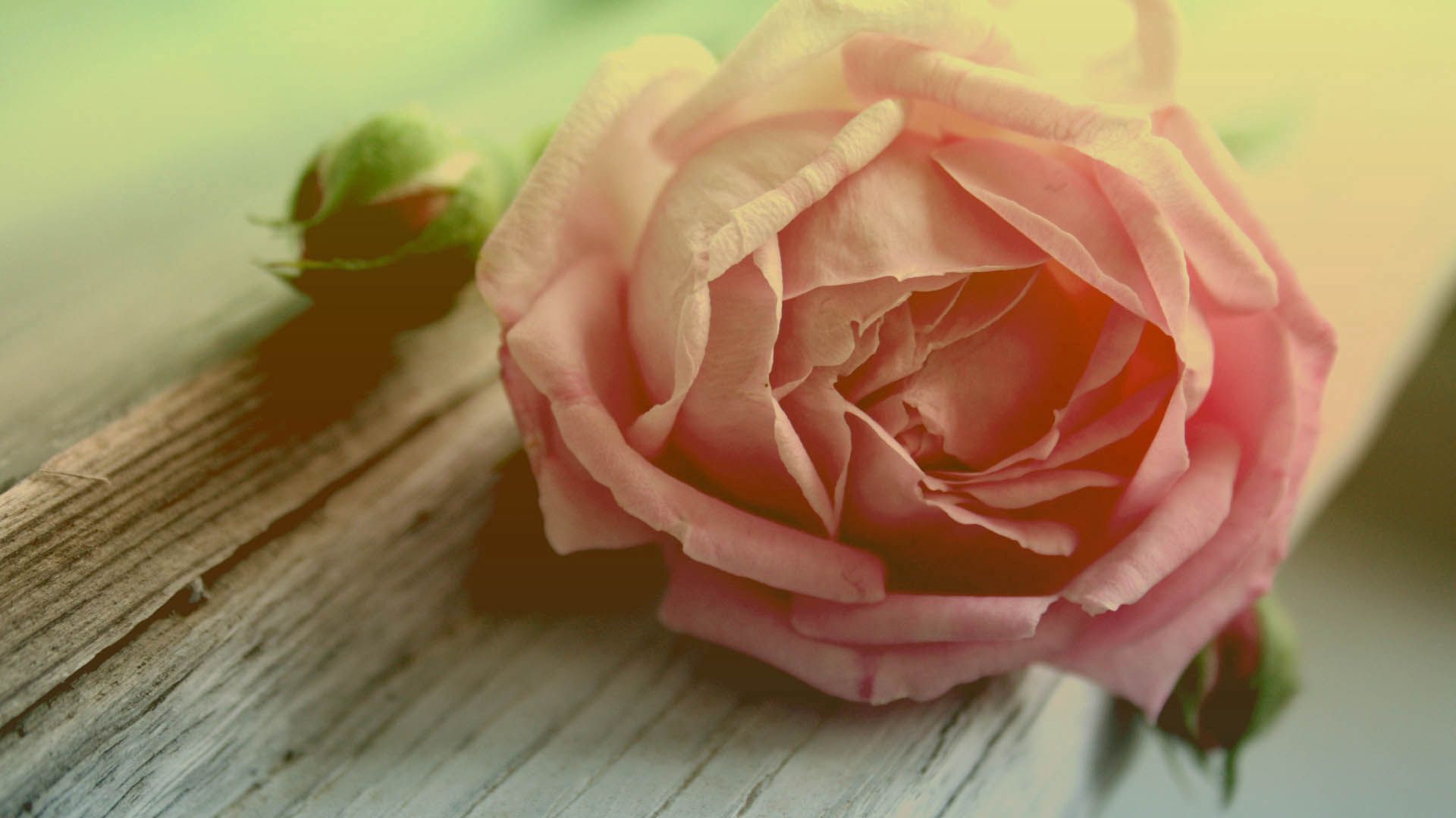 Téléchargez gratuitement l'image Fleur, Pétales, Macro, Une Rose, Rose sur le bureau de votre PC