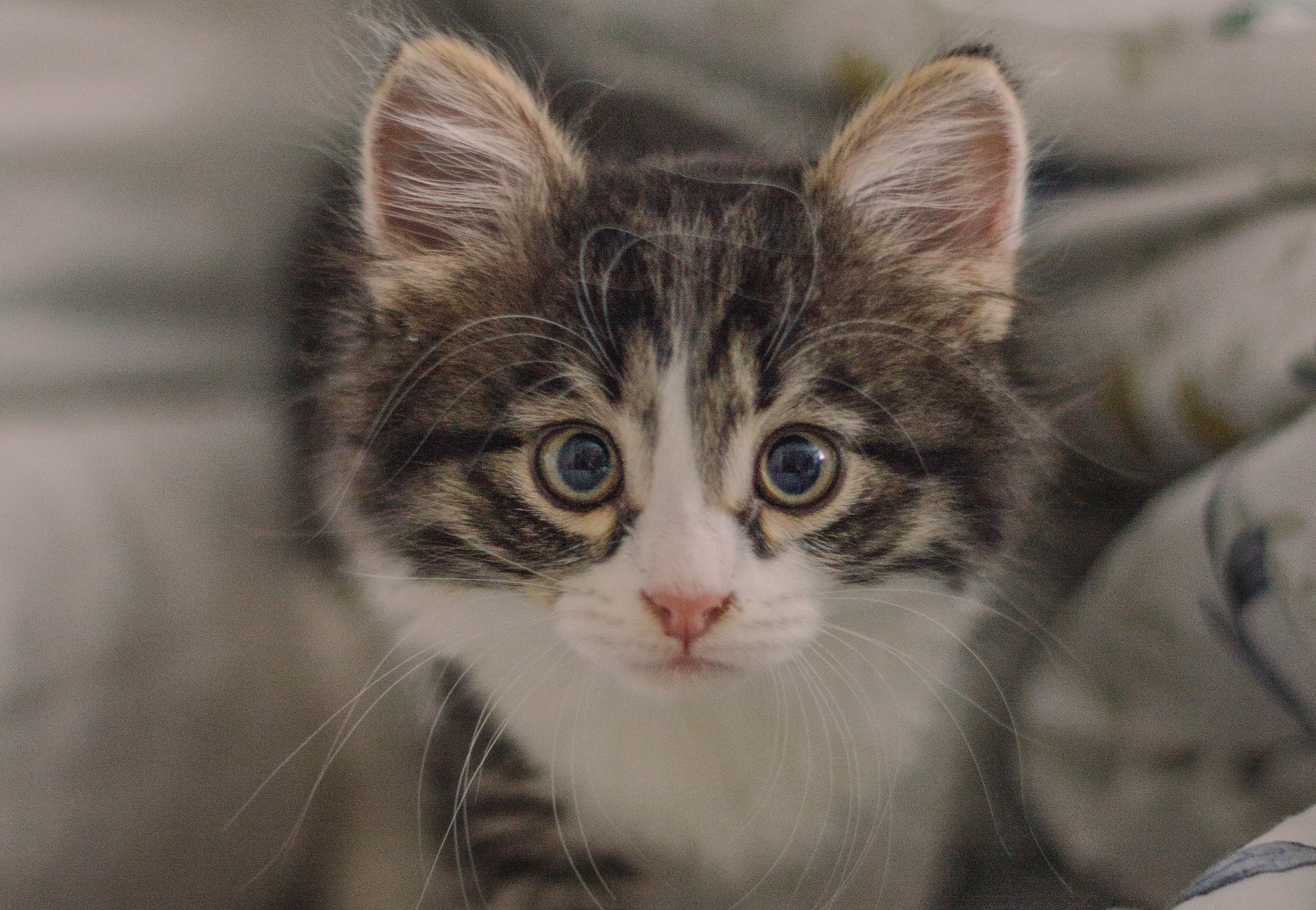 Laden Sie das Tiere, Katzen, Katze, Kätzchen, Süß, Gesicht-Bild kostenlos auf Ihren PC-Desktop herunter
