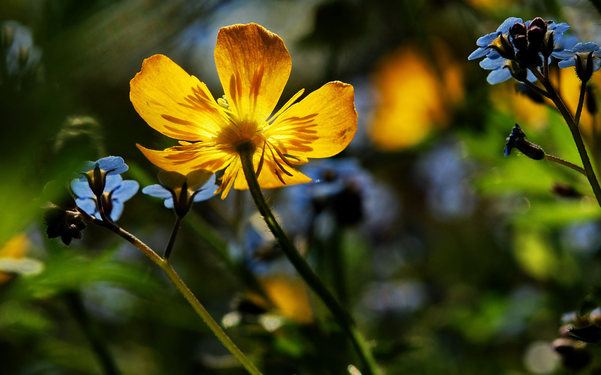 Handy-Wallpaper Blume, Erde/natur kostenlos herunterladen.