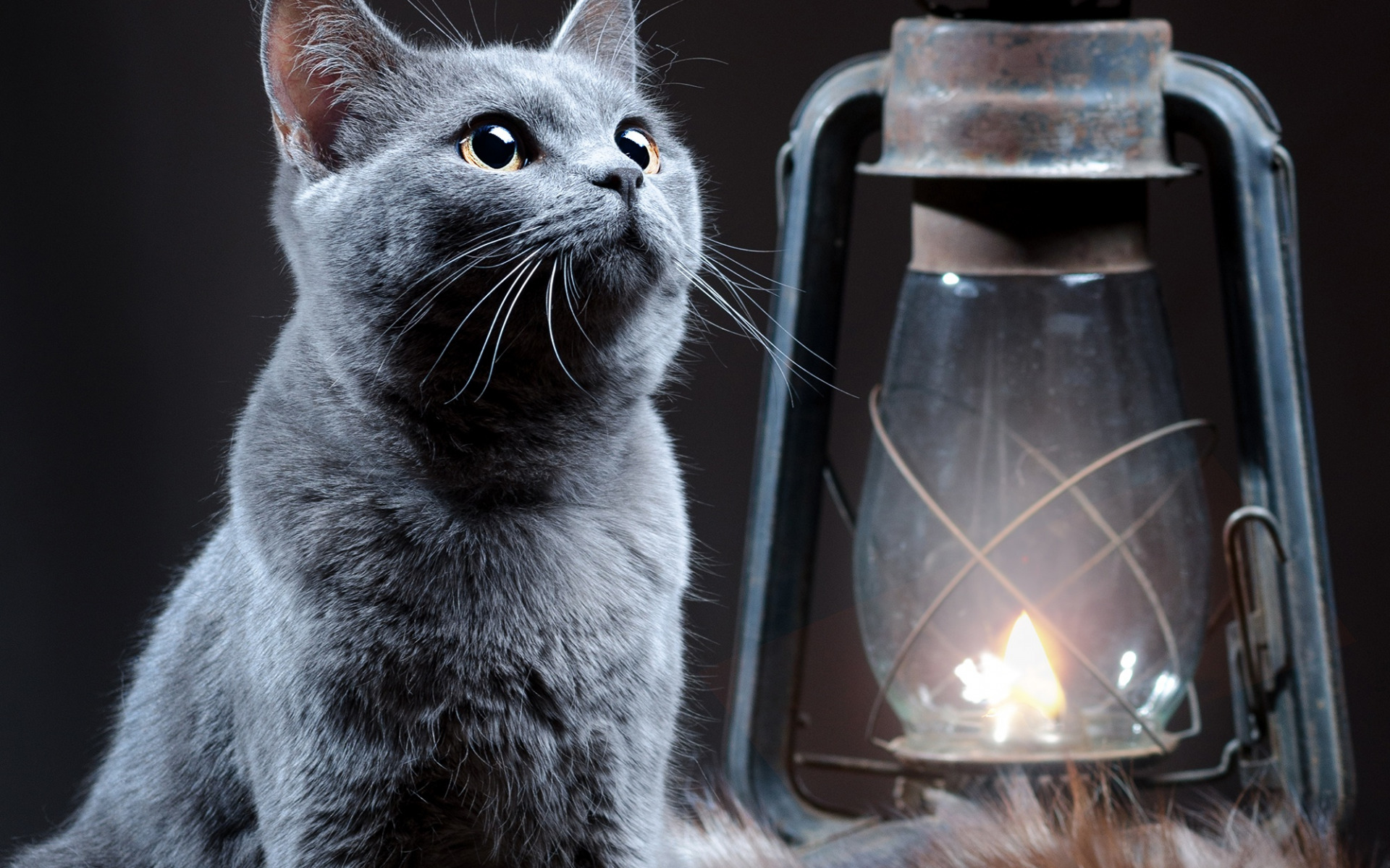 Download mobile wallpaper Cats, Cat, Lantern, Animal for free.