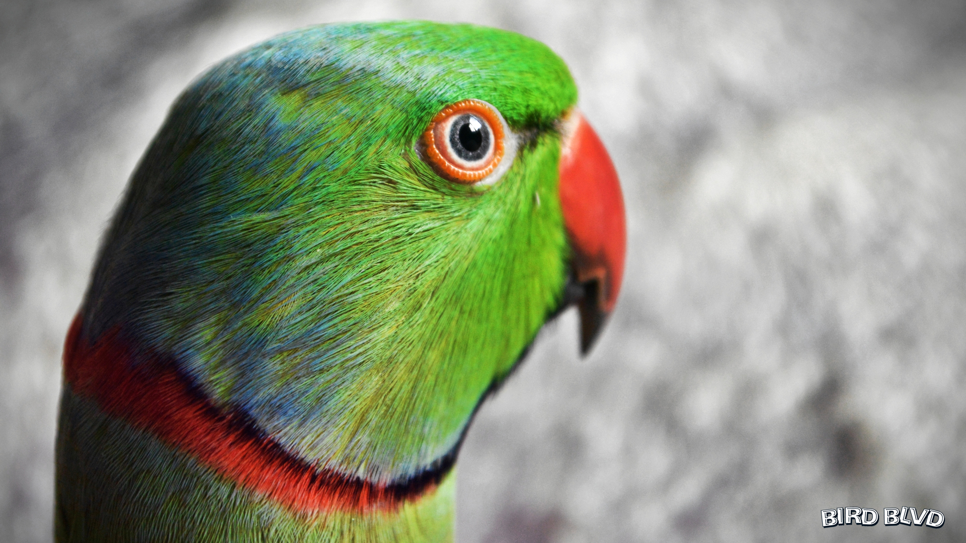 473067 descargar imagen animales, periquito de anillos rosados, ave, perico, aves: fondos de pantalla y protectores de pantalla gratis