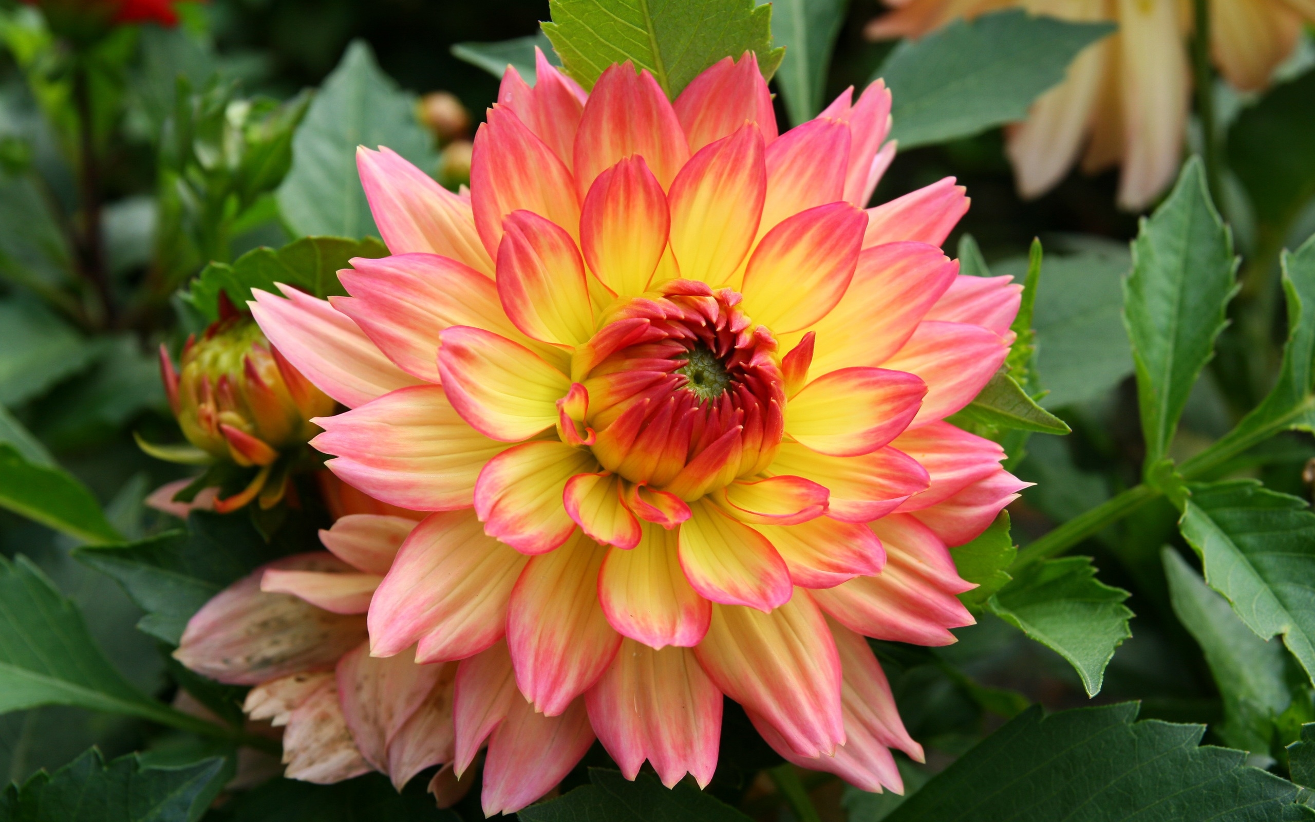 Téléchargez gratuitement l'image Fleurs, Fleur, Dahlia, Terre/nature, Fleur Rose sur le bureau de votre PC