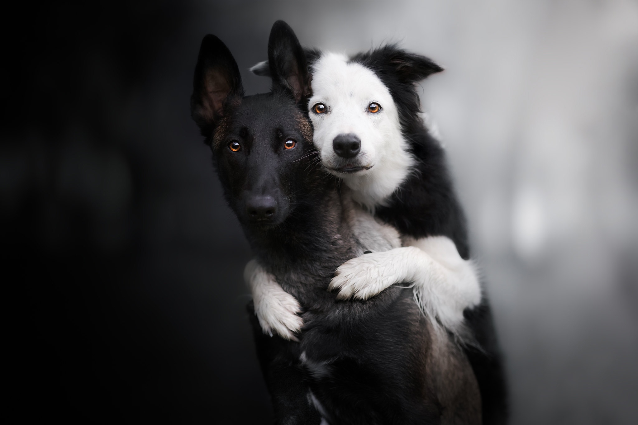 PCデスクトップに動物, 犬, ボーダーコリー, ベルギーの羊飼い画像を無料でダウンロード