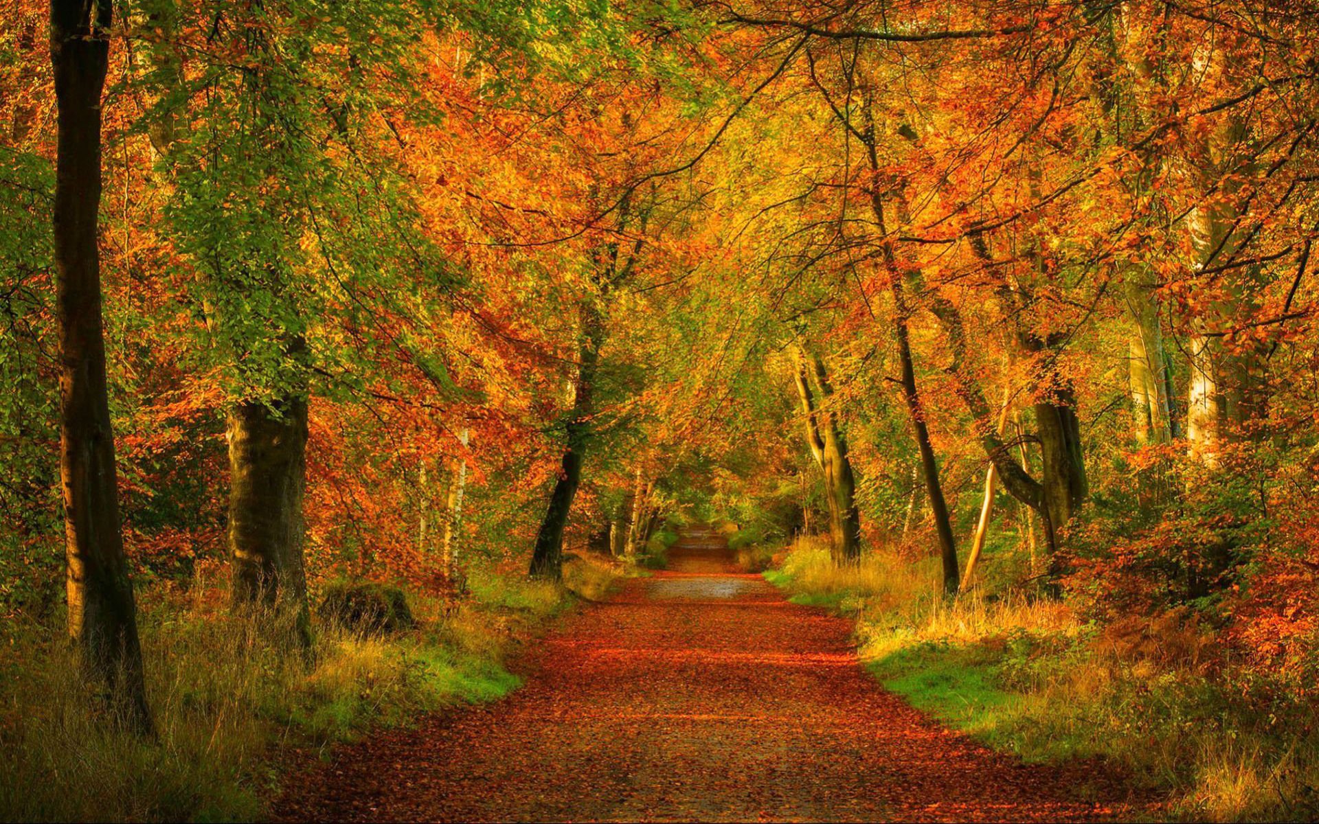 Téléchargez gratuitement l'image Automne, Forêt, Arbre, Feuille, Chemin, Construction Humaine sur le bureau de votre PC