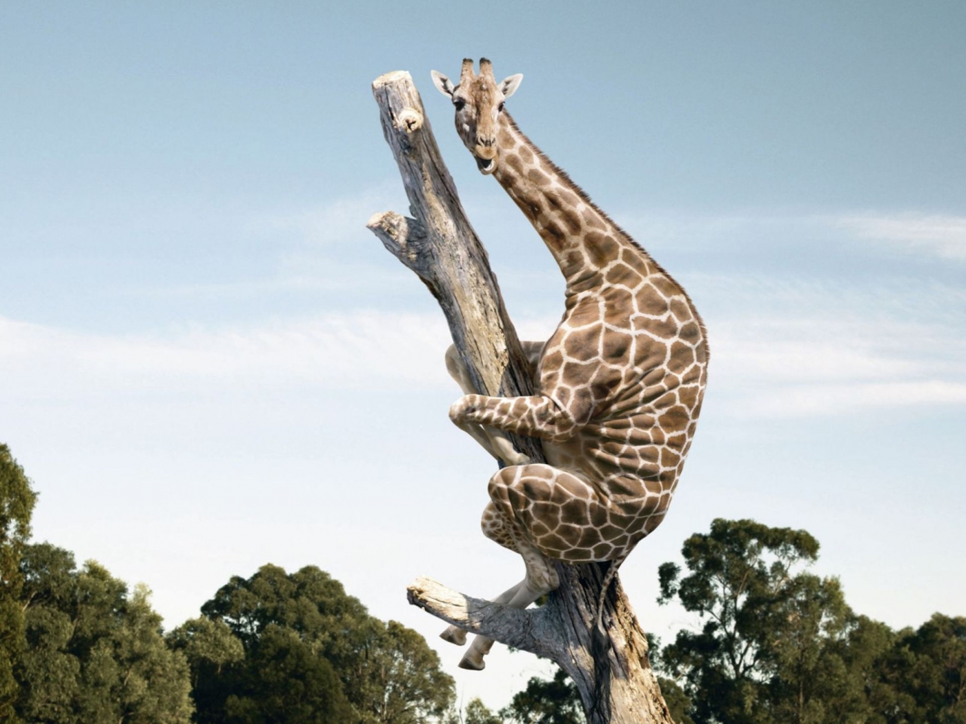 36242 télécharger l'image girafes, humour, animaux - fonds d'écran et économiseurs d'écran gratuits