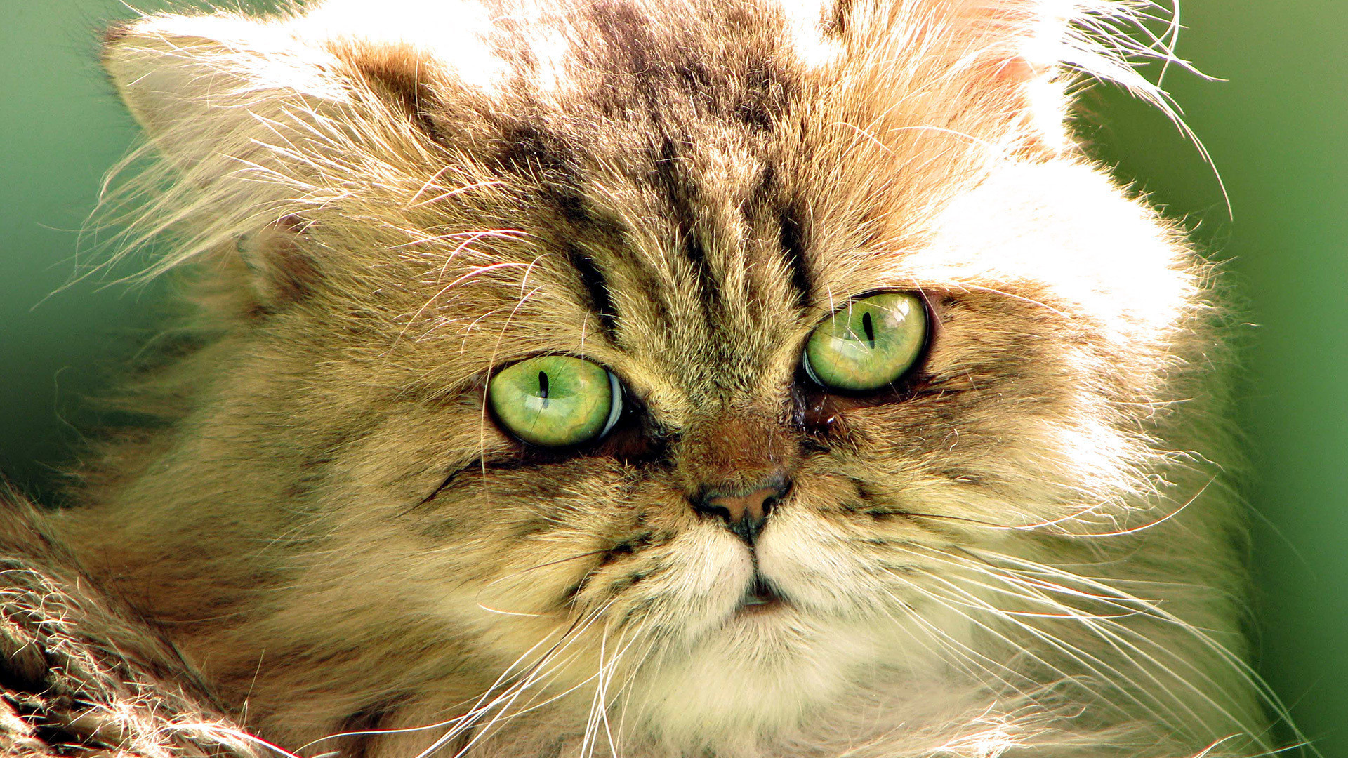 Baixe gratuitamente a imagem Animais, Gatos, Gato, Olhos na área de trabalho do seu PC