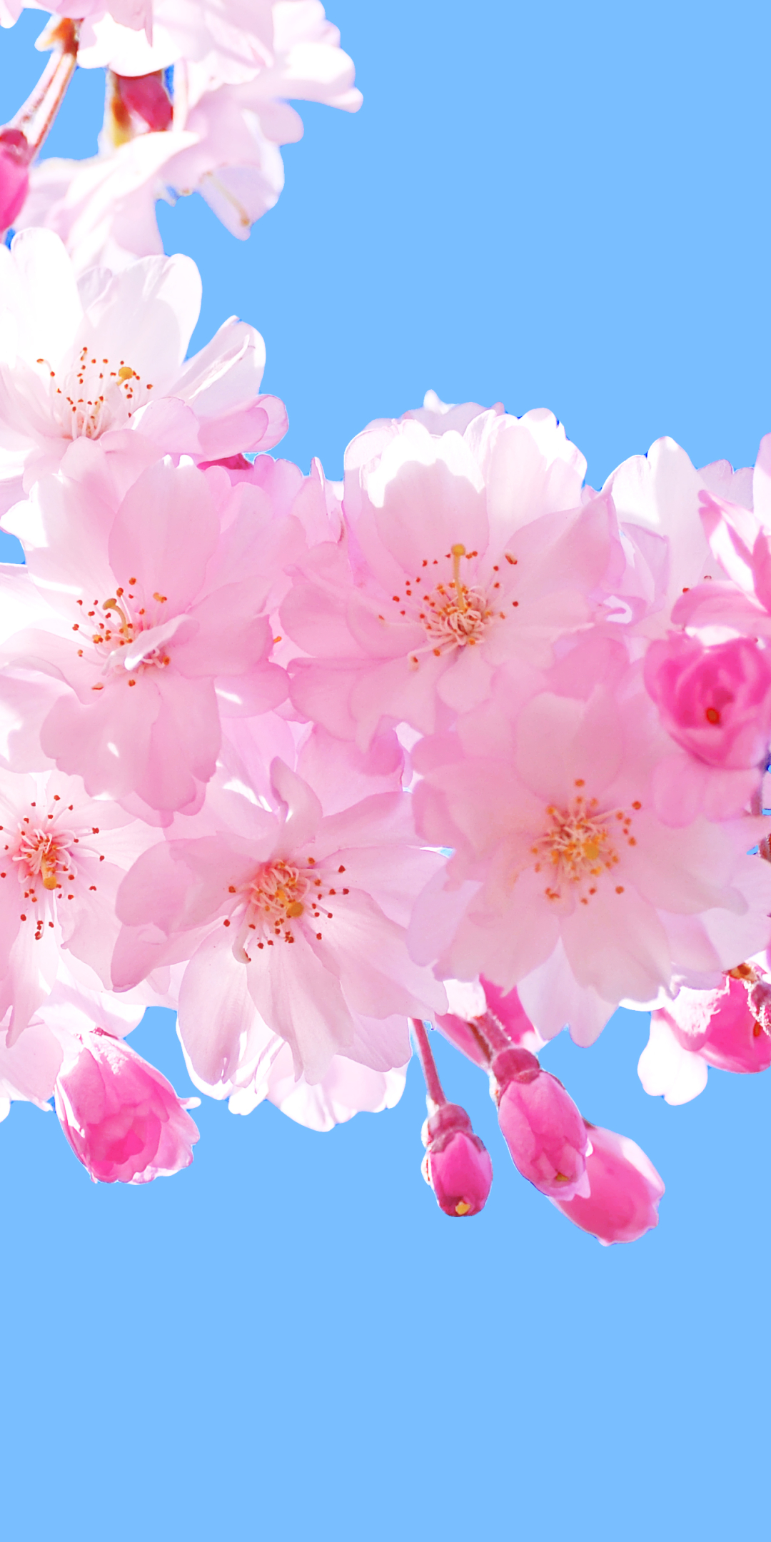 無料モバイル壁紙フラワーズ, 花, ブランチ, 地球, 空, ピンクの花をダウンロードします。
