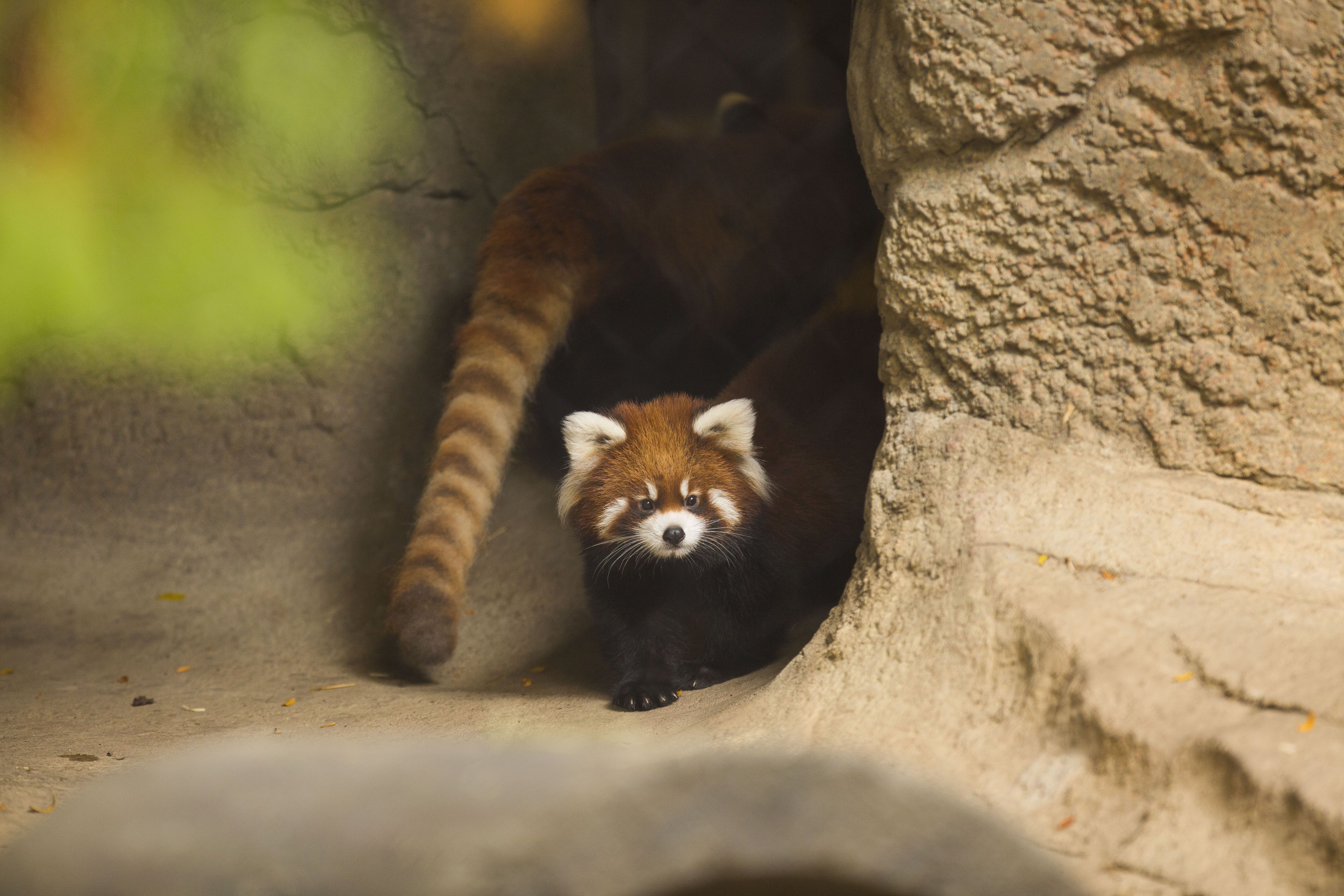 Download mobile wallpaper Animal, Chicago, Red Panda, Zoo for free.