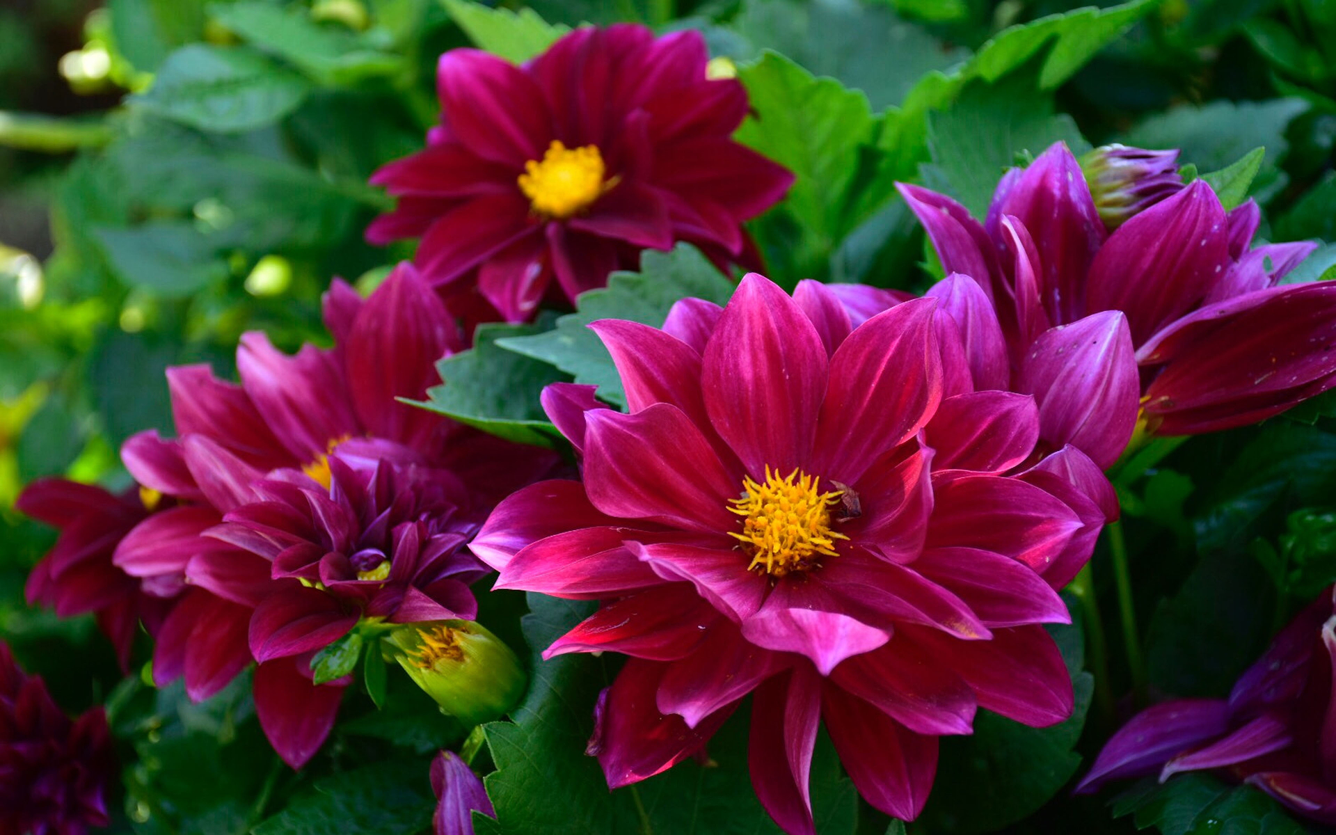 Téléchargez gratuitement l'image Fleurs, Fleur, Feuille, Dahlia, Terre/nature, Fleur Rose sur le bureau de votre PC