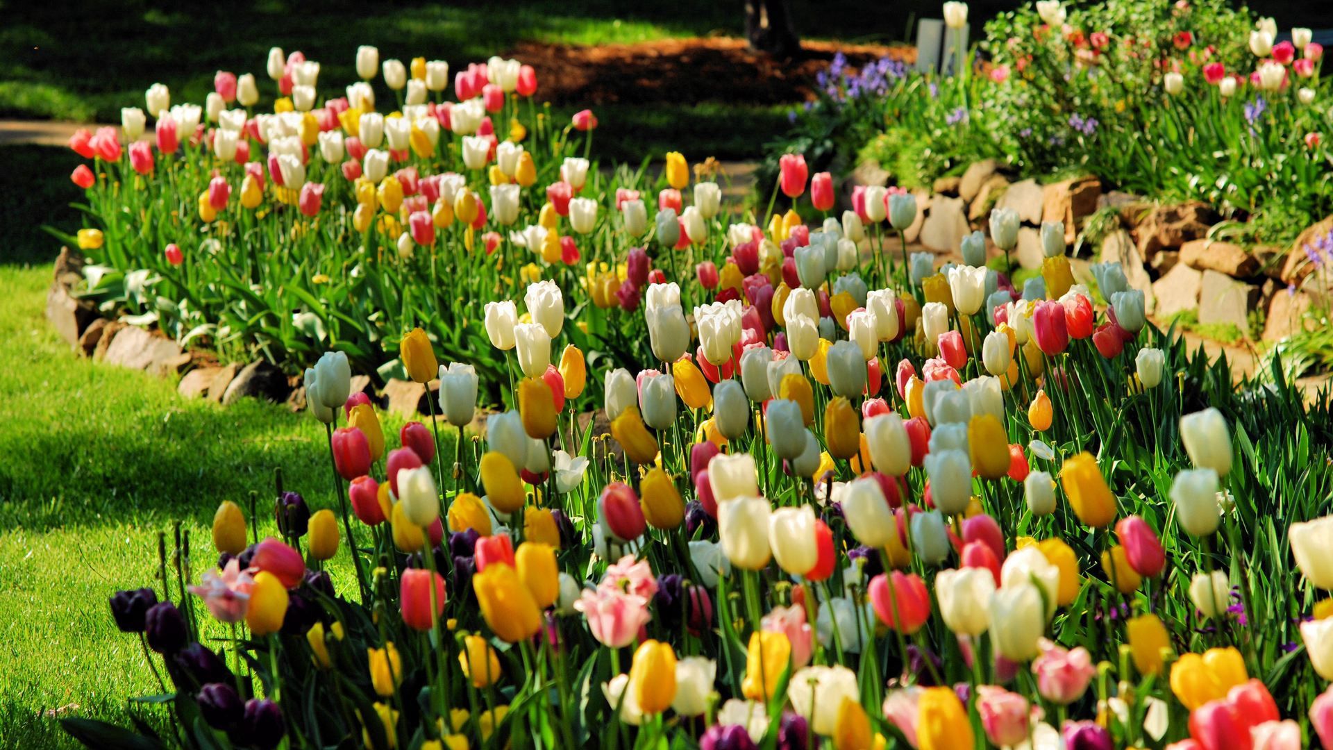 Download mobile wallpaper Flowerbed, Flower Bed, Flowers, Nature, Tulips for free.
