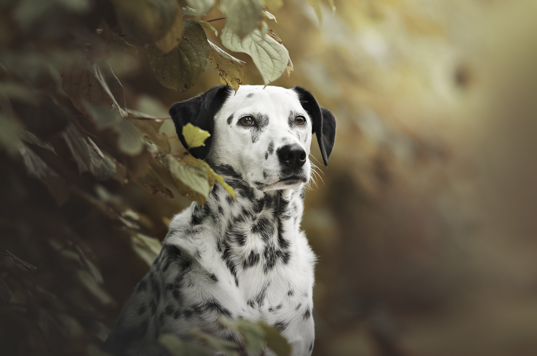PCデスクトップに動物, 犬, ダルメシアン画像を無料でダウンロード