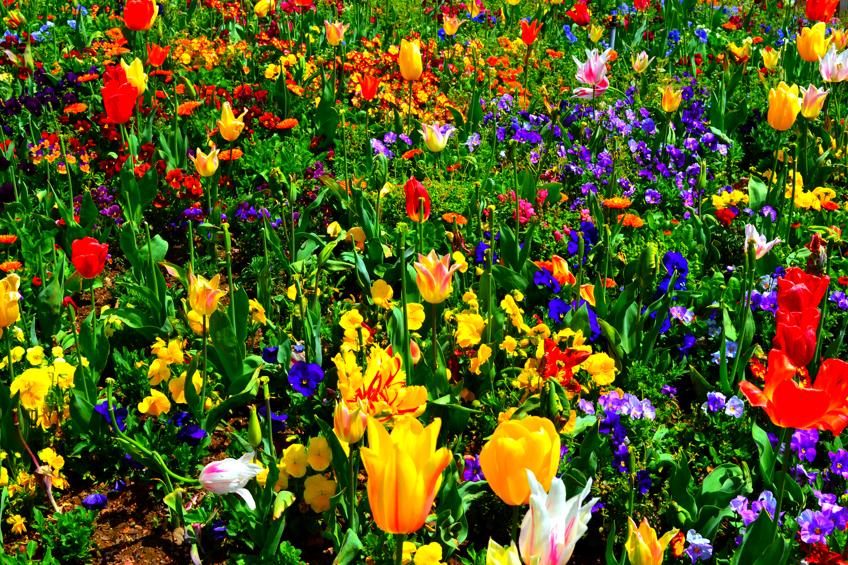 Baixar papel de parede para celular de Tulipa, Flores, Colorido, Flor, Terra/natureza gratuito.
