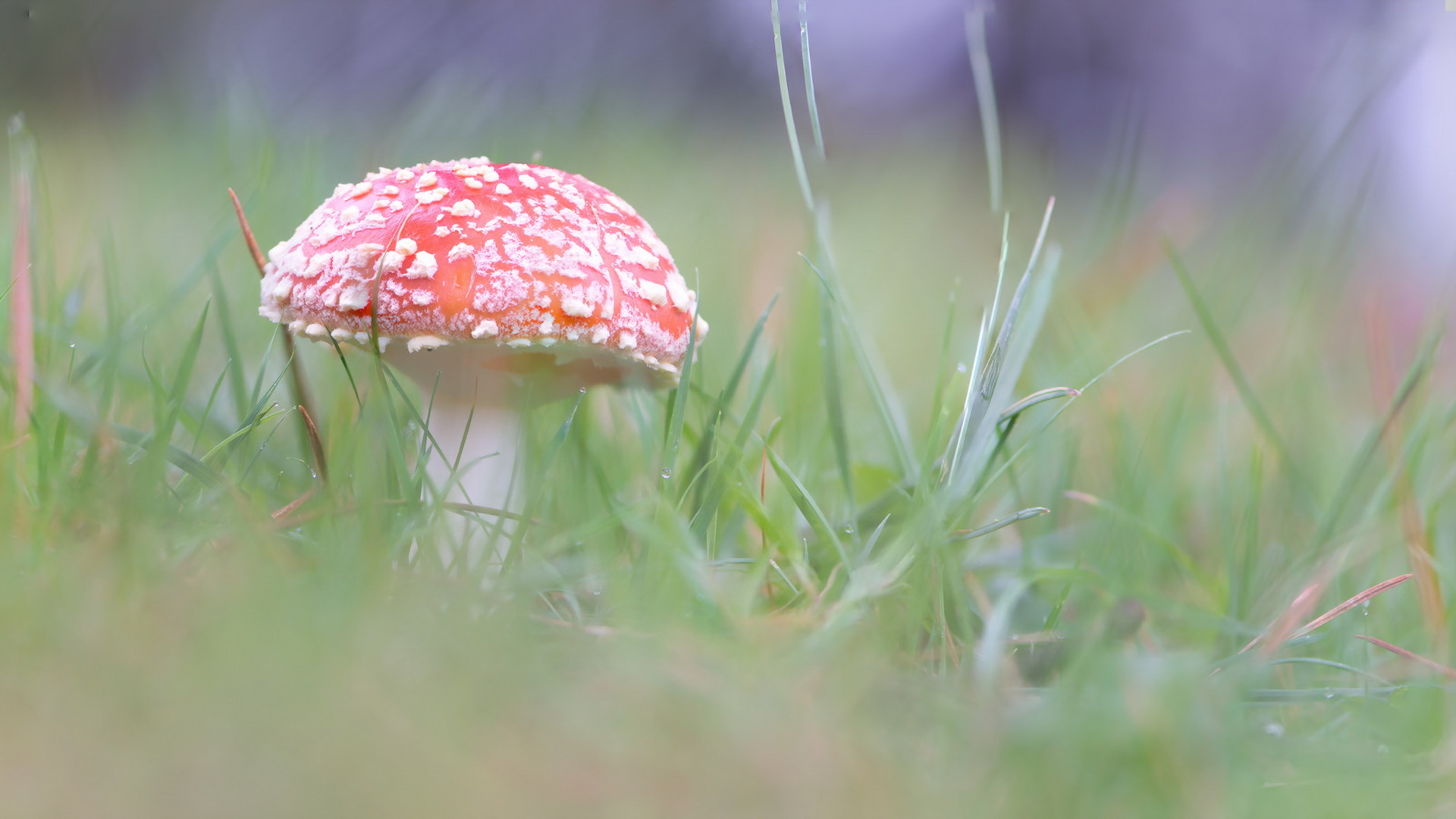 Descarga gratuita de fondo de pantalla para móvil de Naturaleza, Hierba, Champiñón, Tierra/naturaleza, Difuminado.