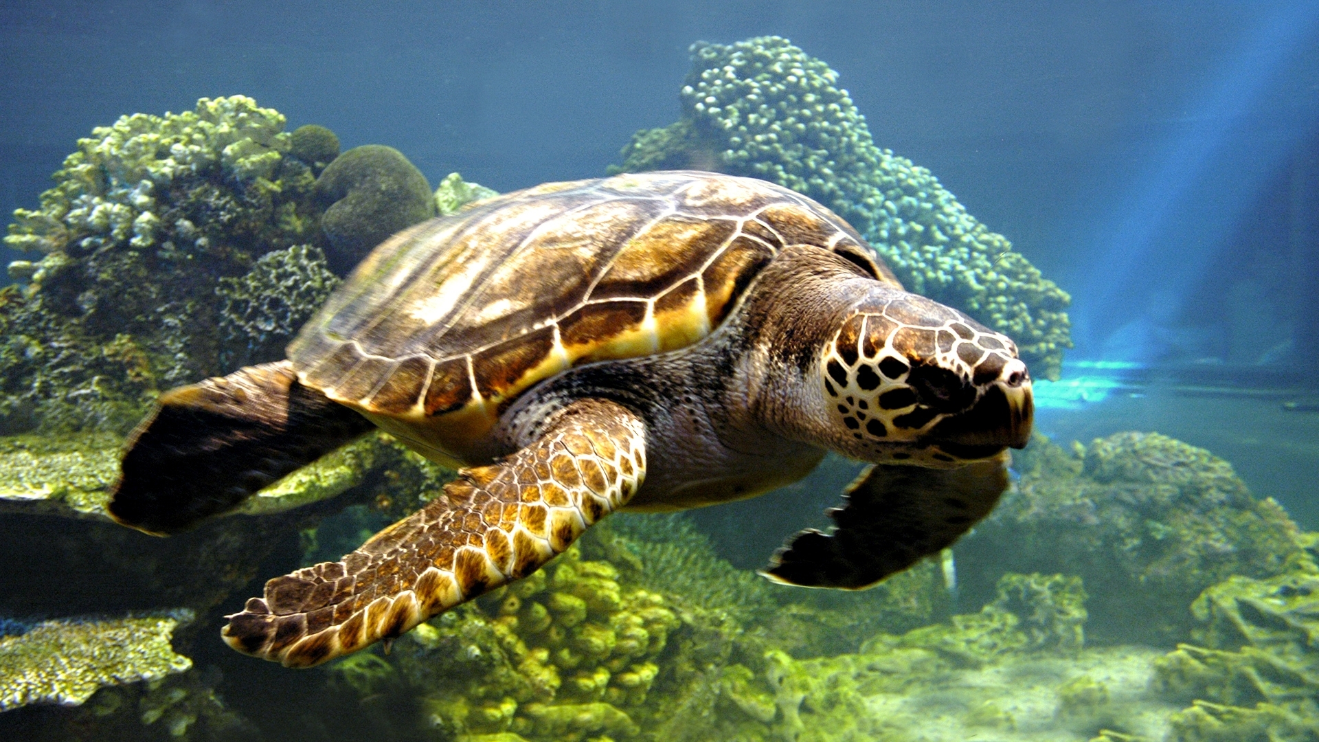 animal, sea turtle, underwater, turtles