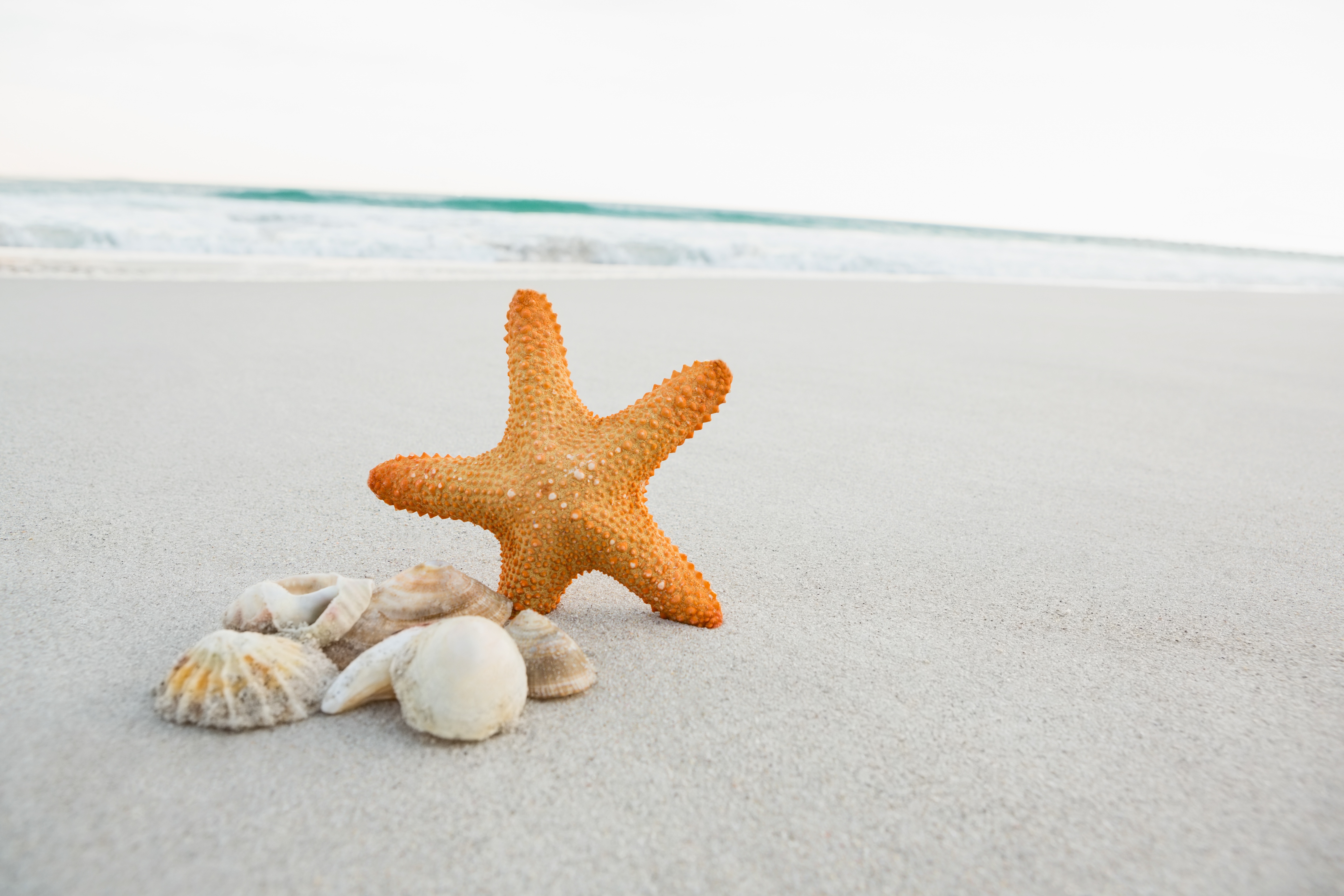 Download mobile wallpaper Beach, Sand, Starfish, Animal, Shell for free.