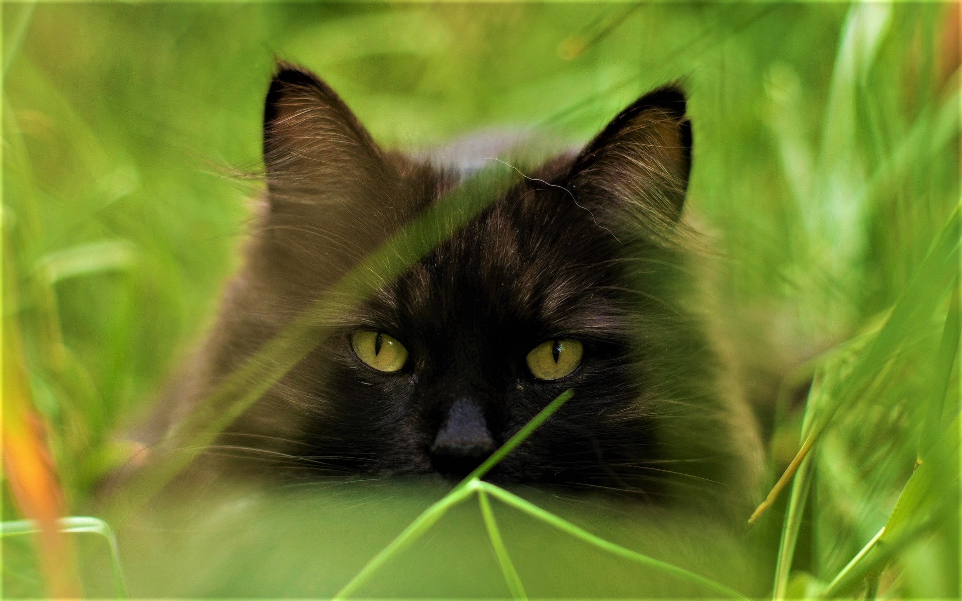 無料モバイル壁紙動物, 草, ネコ, 猫, 緑の目をダウンロードします。