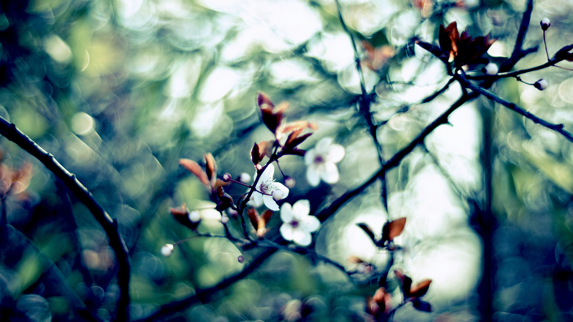 Free download wallpaper Flowers, Earth, Blossom on your PC desktop