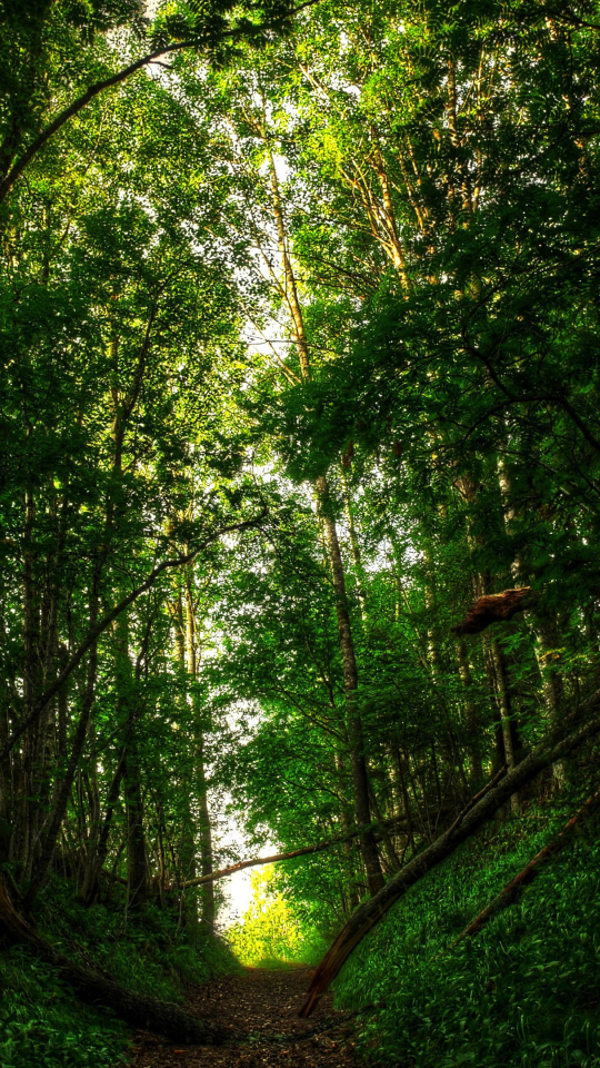 Скачать картинку Лес, Дерево, Зеленый, Дорожка, Сделано Человеком в телефон бесплатно.