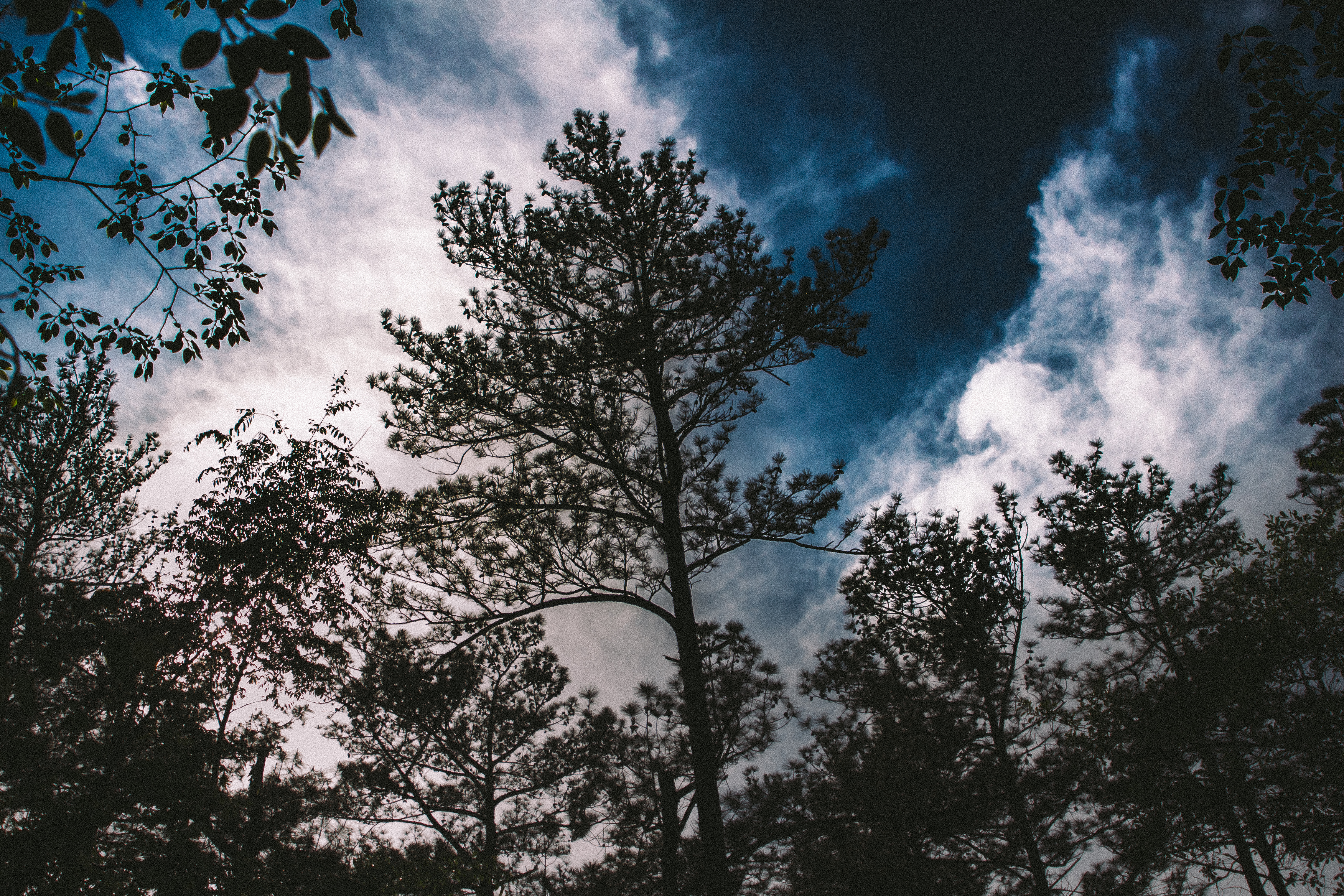 Скачать картинку Облака, Деревья, Небо, Ветки, Природа в телефон бесплатно.