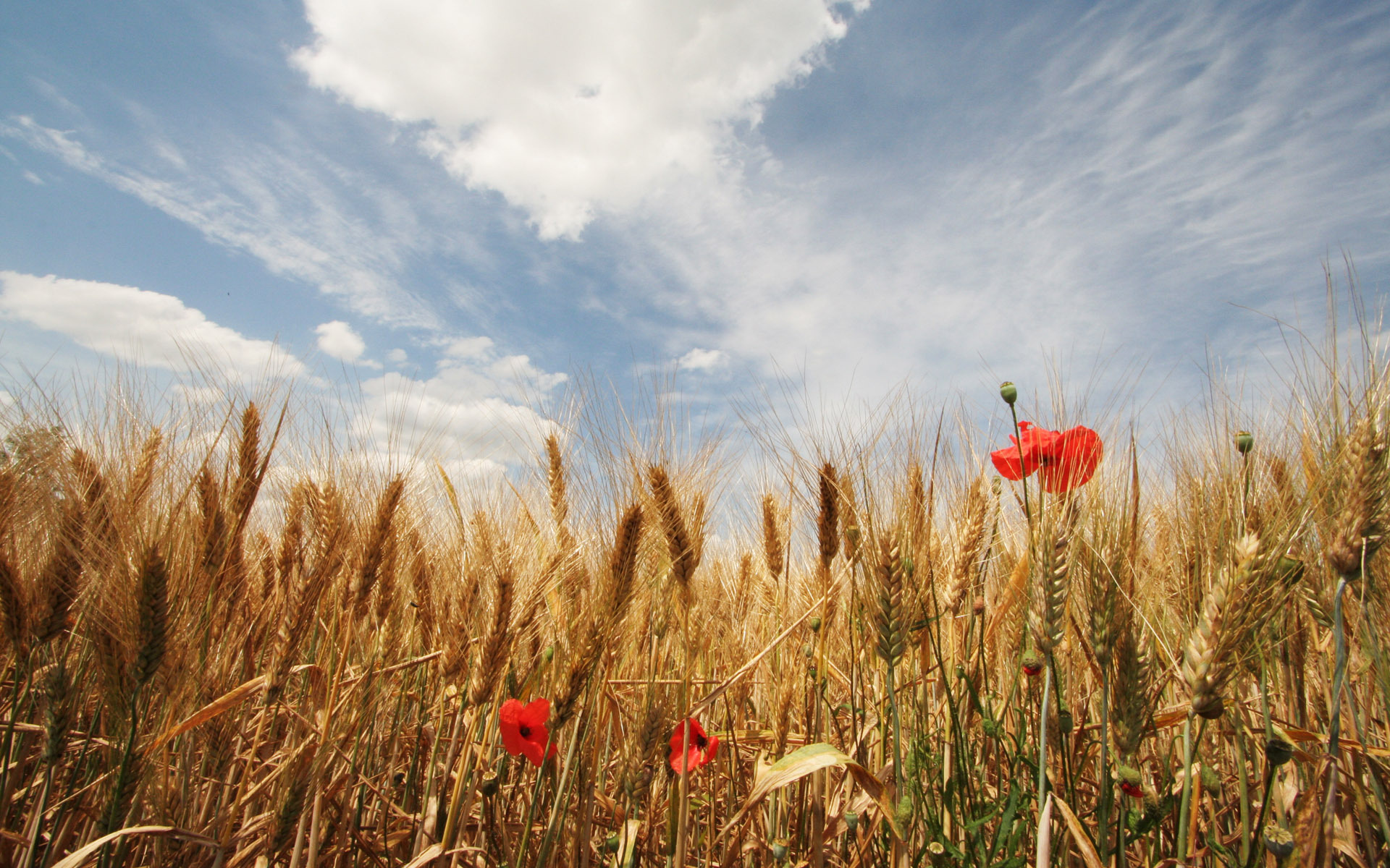 Free download wallpaper Poppy, Flowers, Earth on your PC desktop