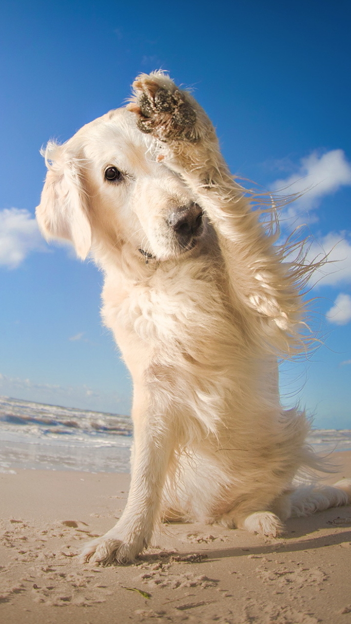 Handy-Wallpaper Tiere, Hunde, Strand, Sand, Hund, Fischauge, Himmel kostenlos herunterladen.
