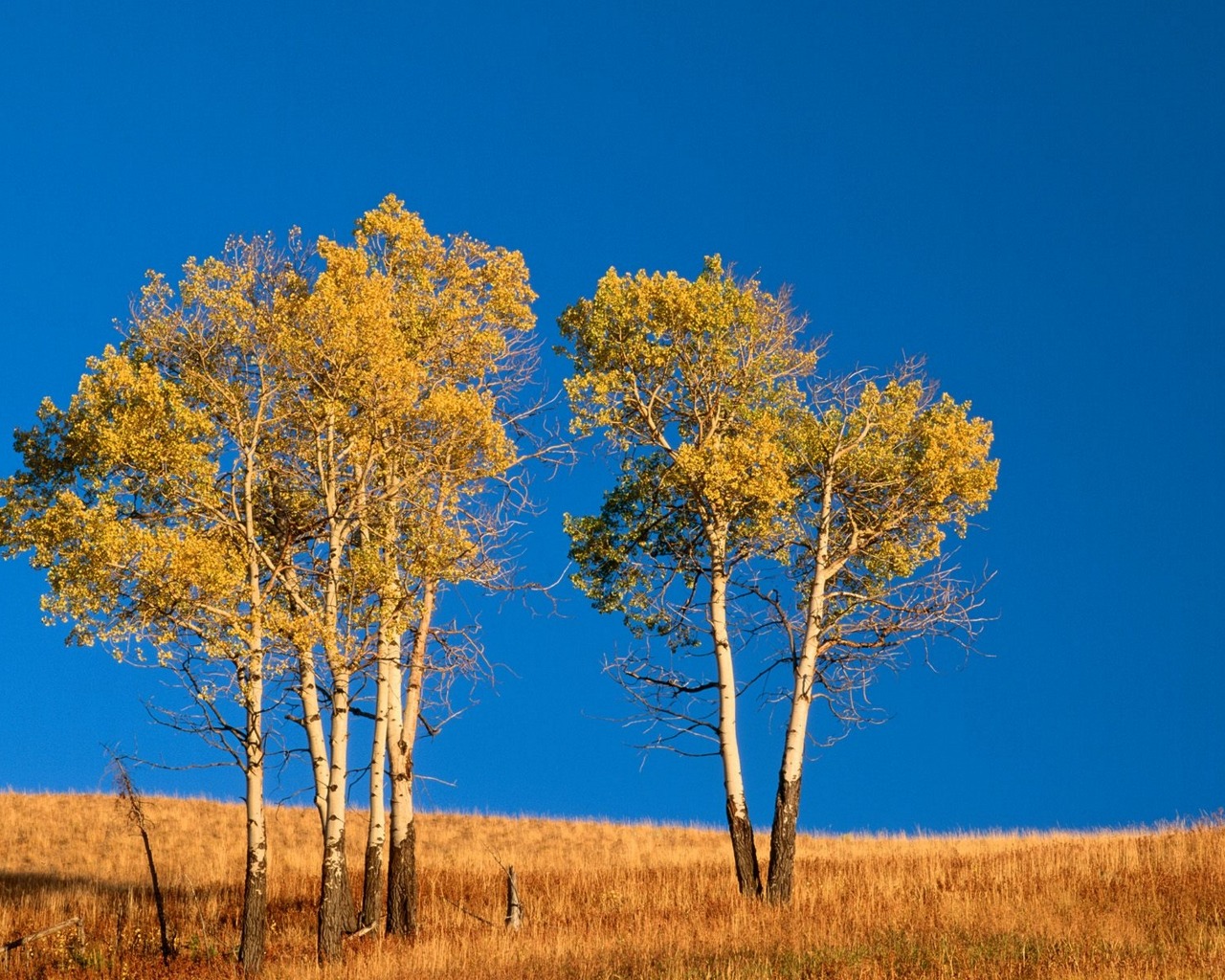 Descarga gratuita de fondo de pantalla para móvil de Árbol, Tierra/naturaleza.