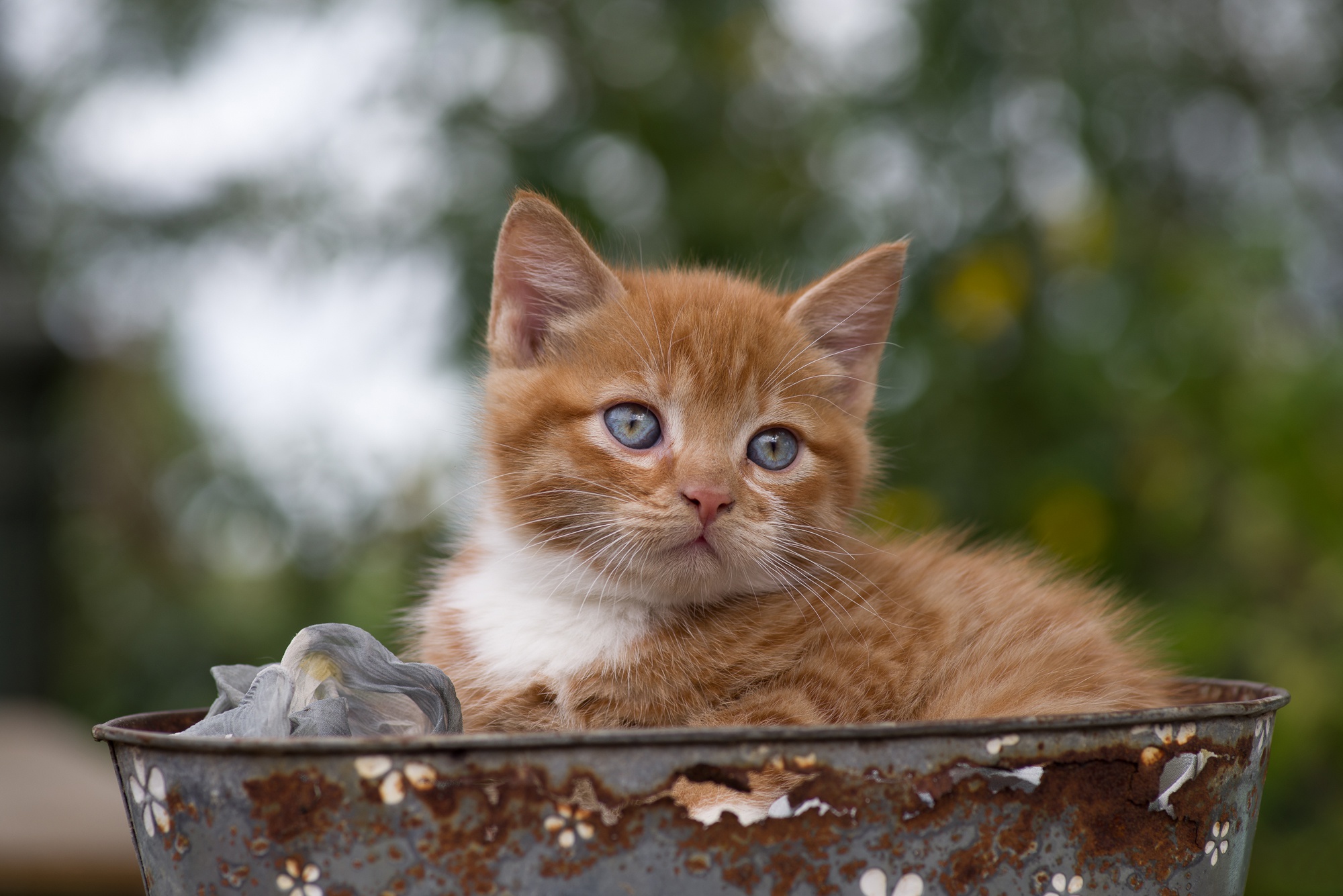 Скачать обои бесплатно Животные, Котенок, Кошка, Кошки, Детеныш Животного картинка на рабочий стол ПК