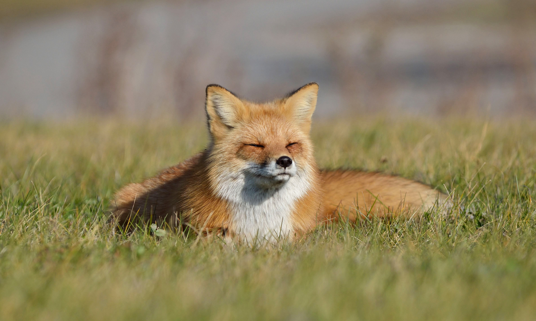 lie, fox, animals, grass, to lie down