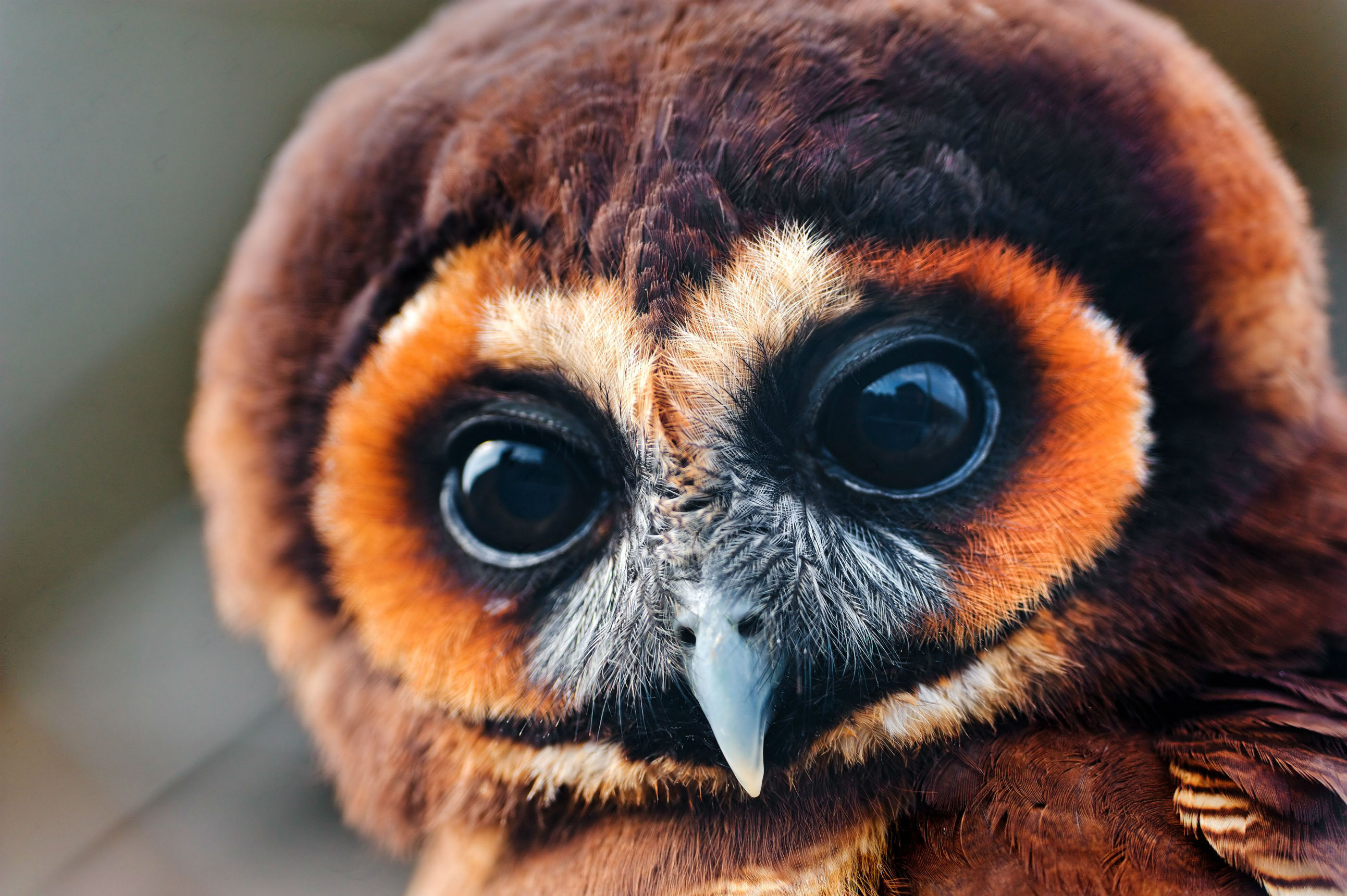 Free download wallpaper Birds, Owl, Animal on your PC desktop
