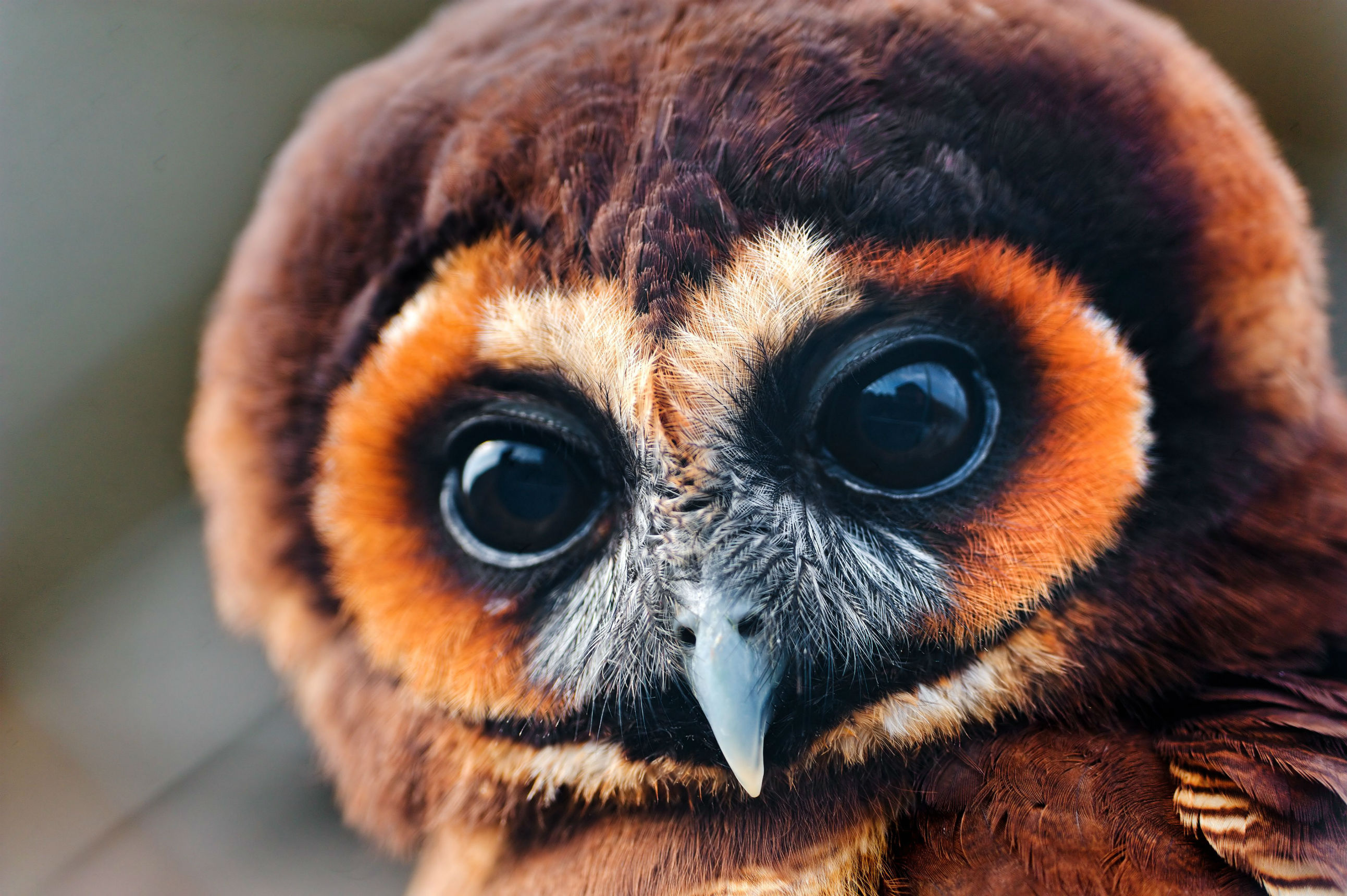 Descarga gratuita de fondo de pantalla para móvil de Búho, Aves, Animales.