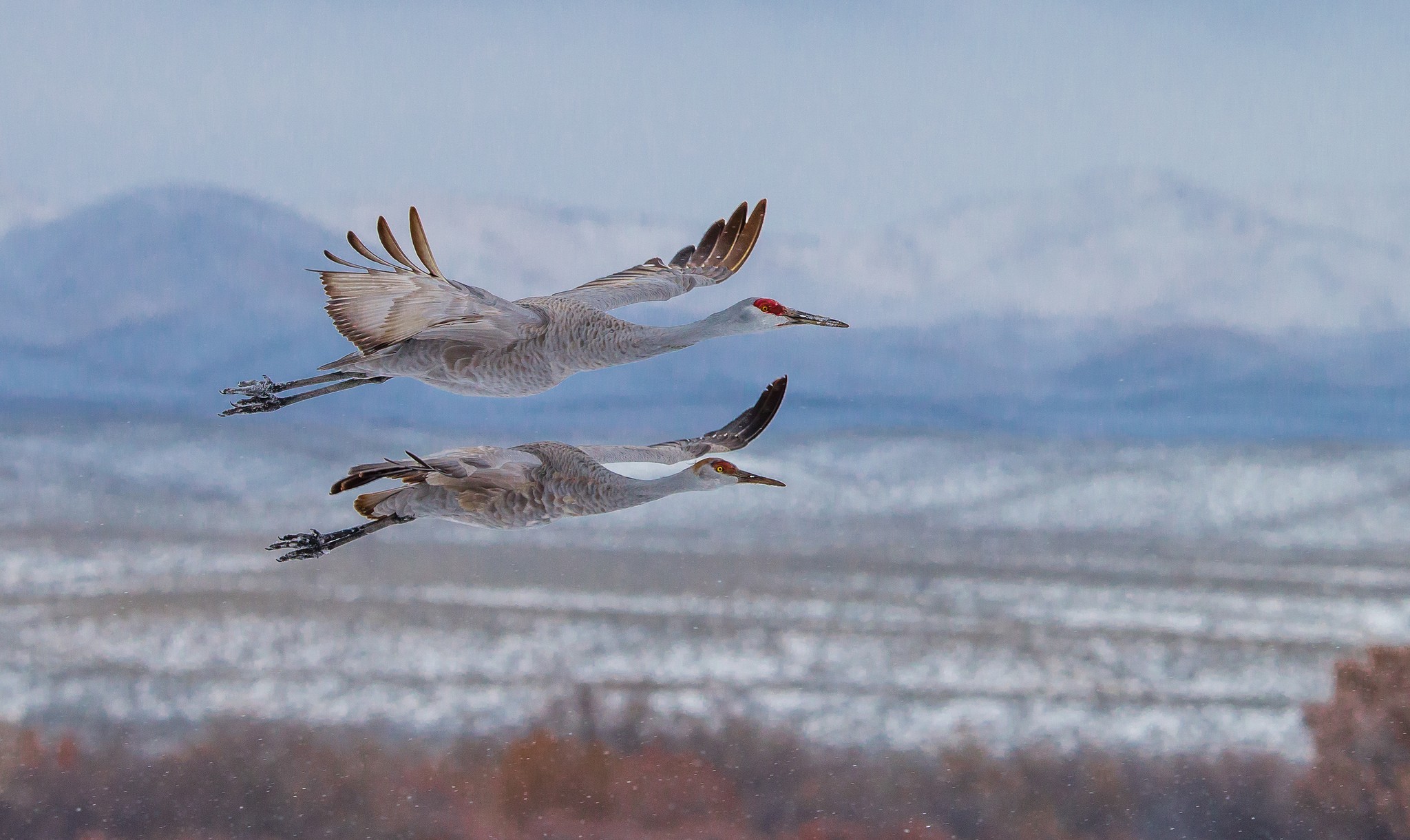 animal, sandhill crane, flight, birds