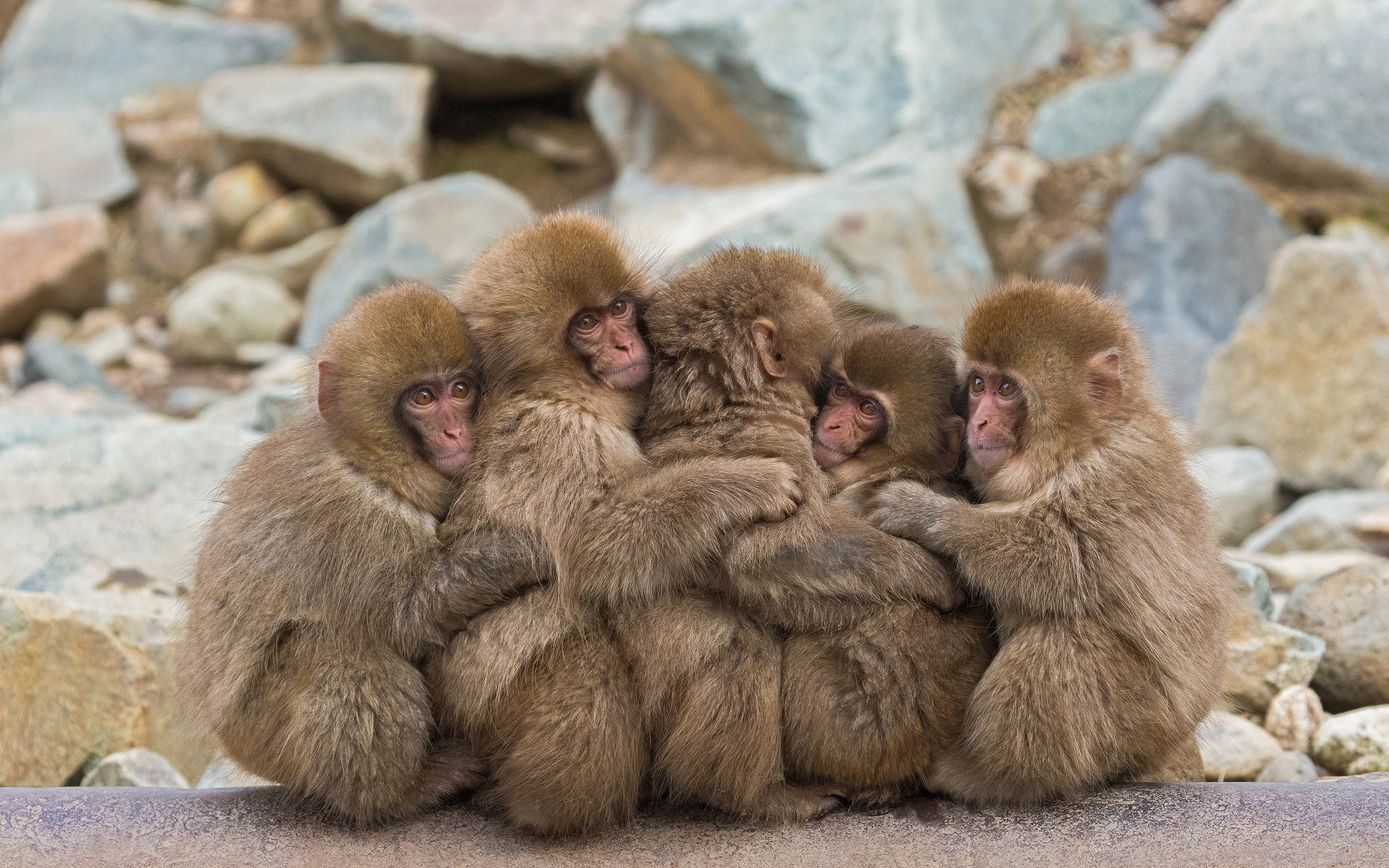 395636 baixar imagens animais, macaco japonês, abraçar, abraço, macacos - papéis de parede e protetores de tela gratuitamente