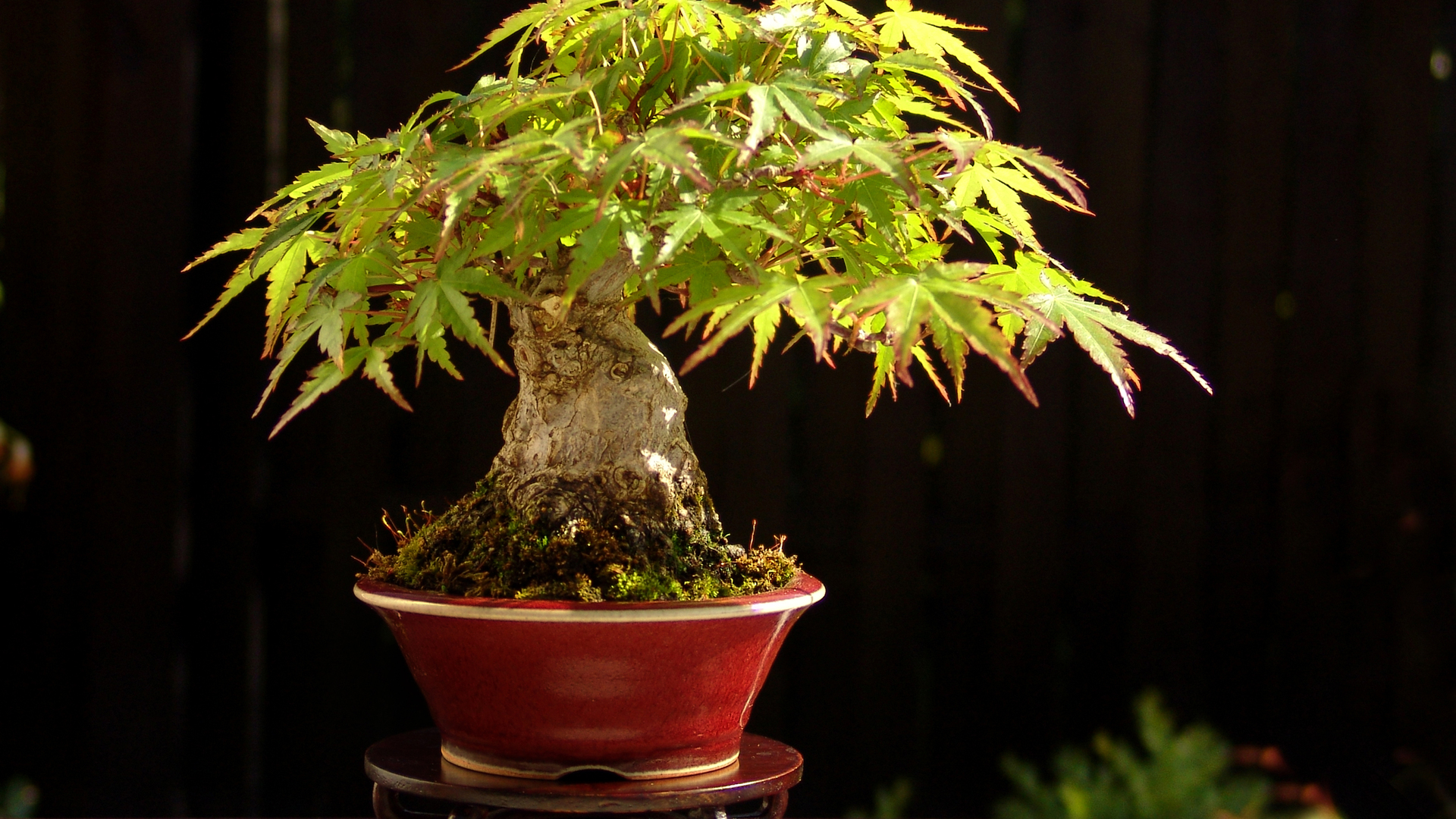 604862 Bild herunterladen erde/natur, bonsai - Hintergrundbilder und Bildschirmschoner kostenlos