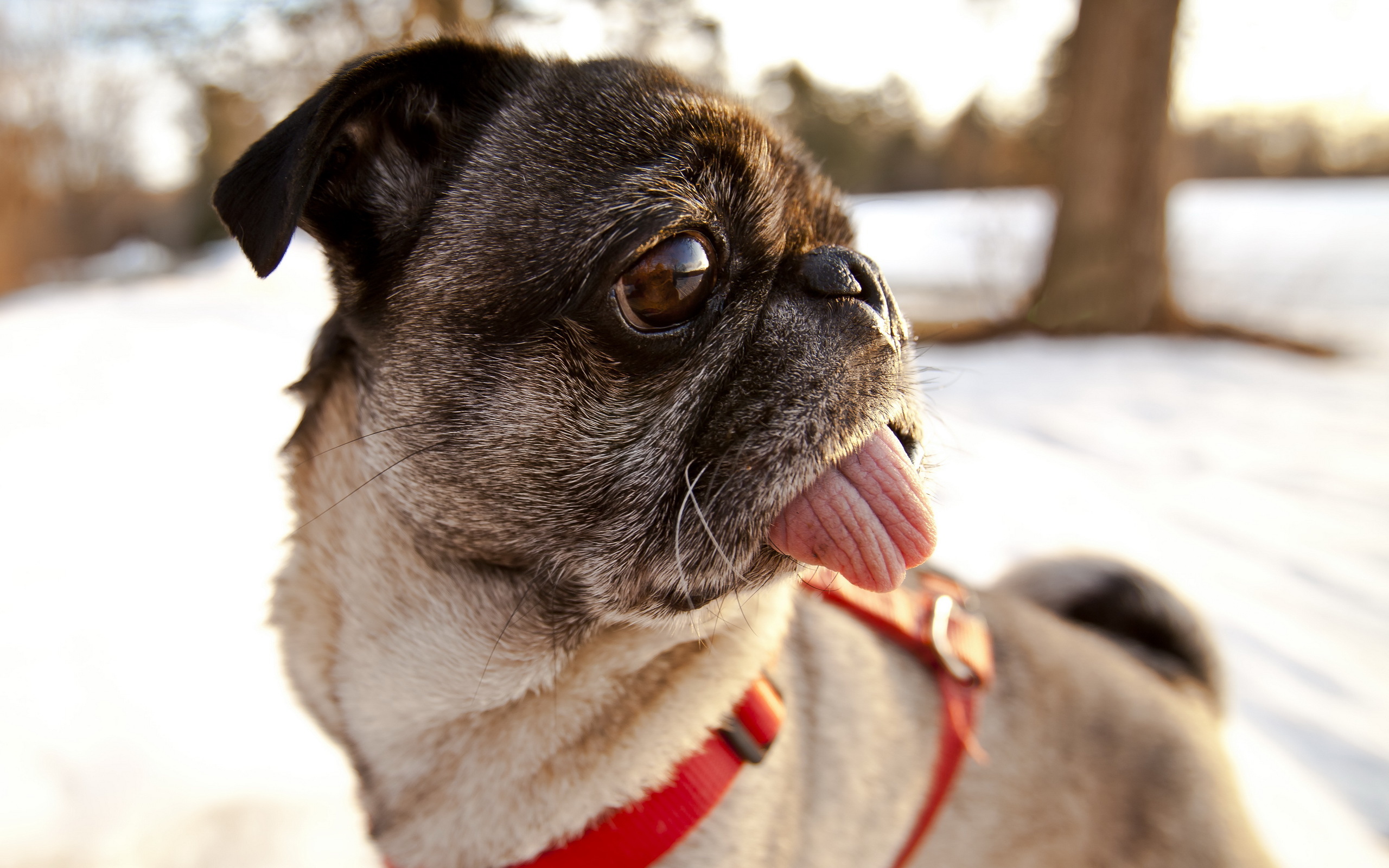 Descarga gratuita de fondo de pantalla para móvil de Animales, Perros, Perro.