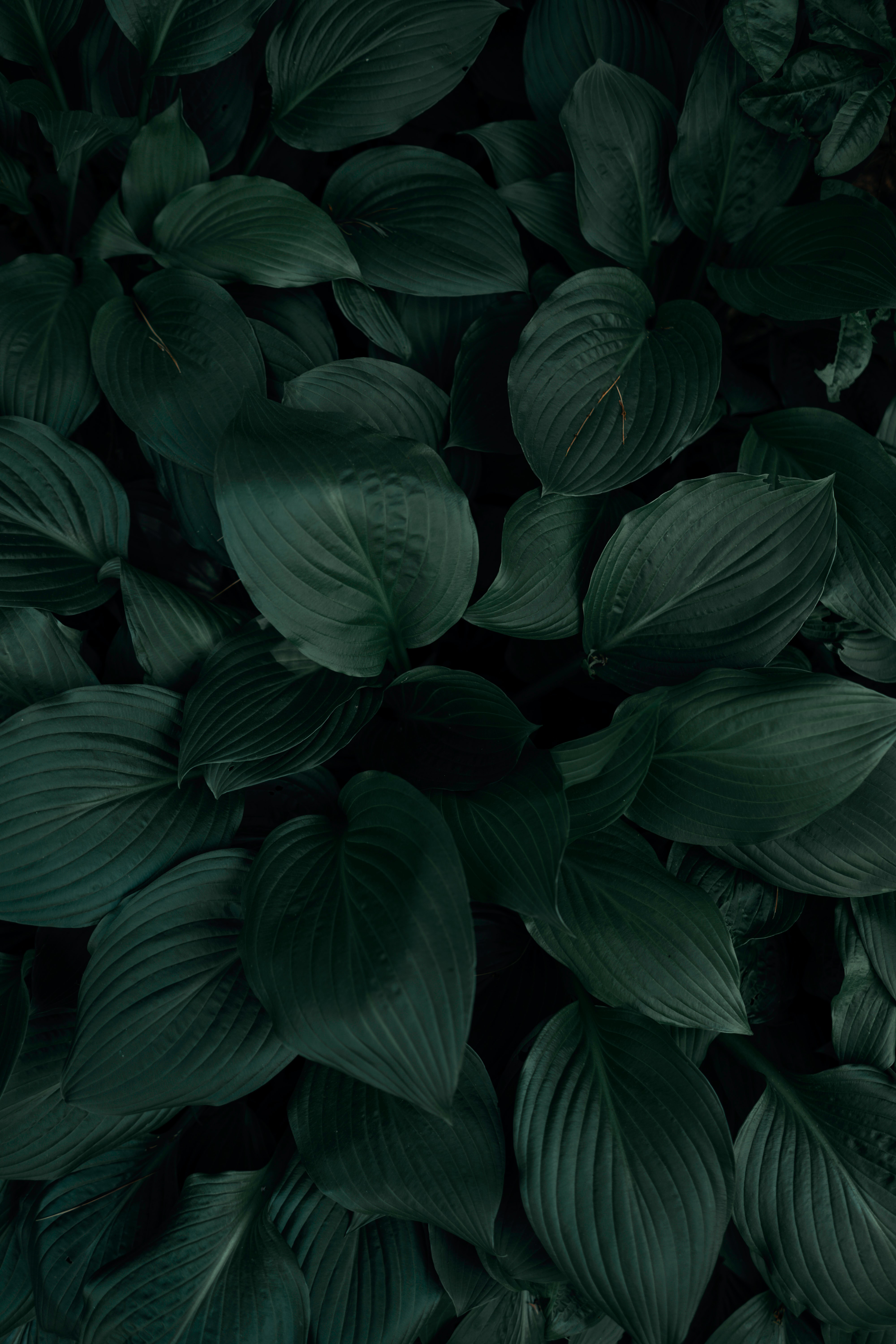 Laden Sie das Blätter, Pflanze, Makro, Tropen-Bild kostenlos auf Ihren PC-Desktop herunter