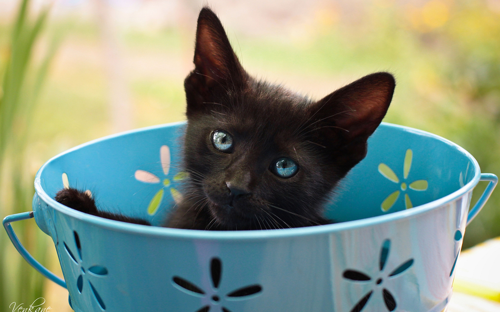 Baixe gratuitamente a imagem Animais, Gato na área de trabalho do seu PC