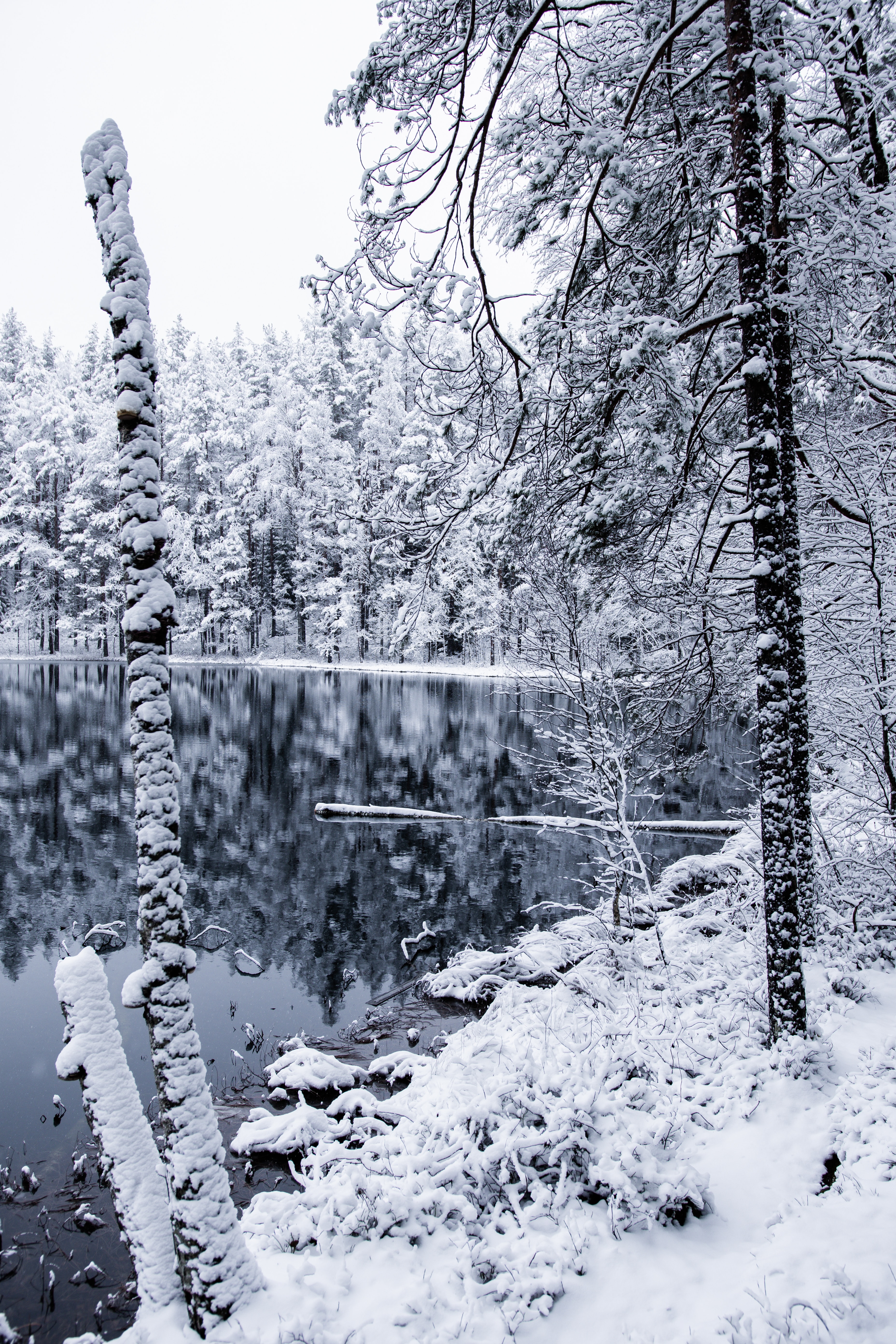 140130 descargar fondo de pantalla invierno, árboles, nieve, miscelánea, misceláneo, bosque, sucursales, ramas: protectores de pantalla e imágenes gratis