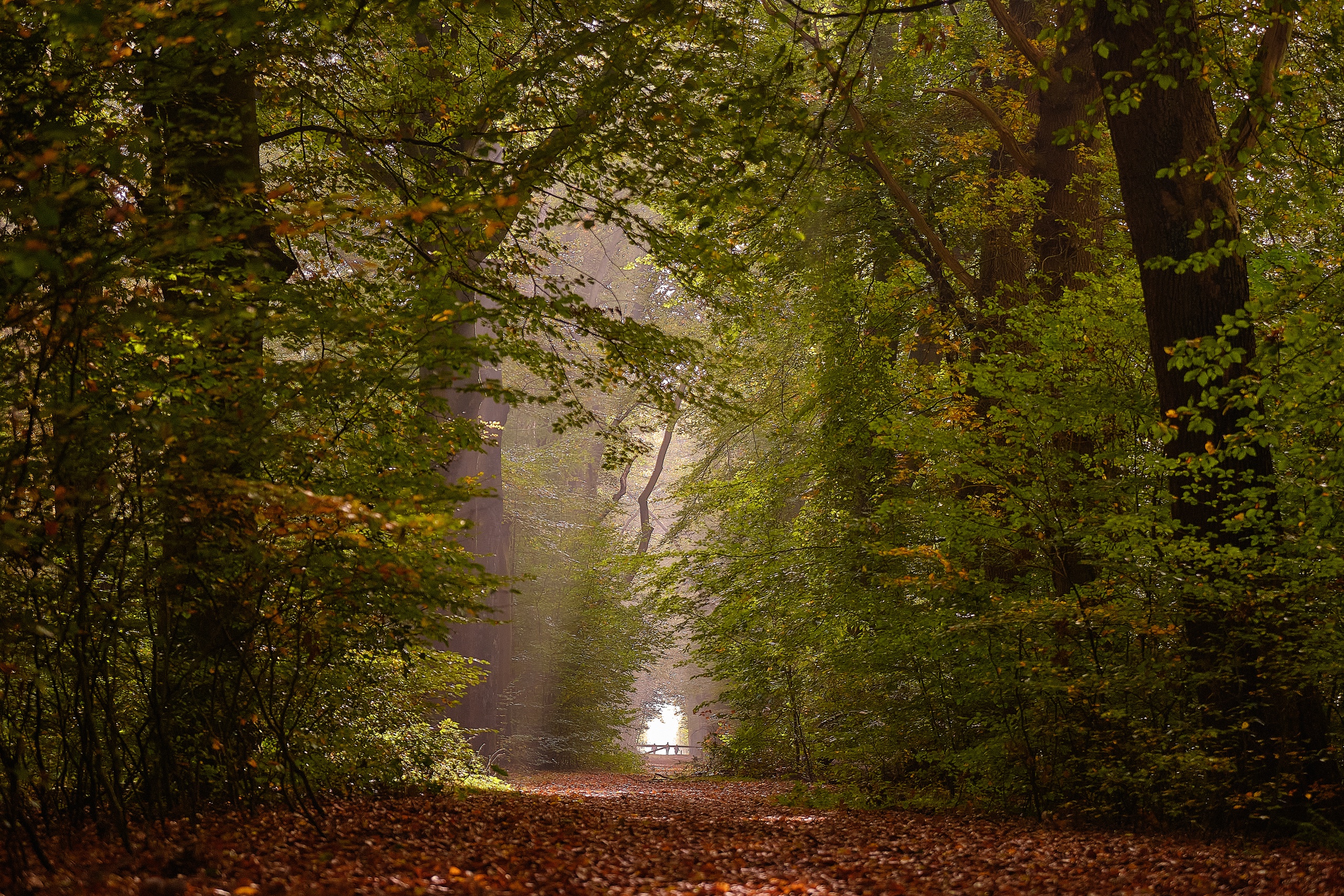 Download mobile wallpaper Forest, Fall, Earth, Netherlands for free.