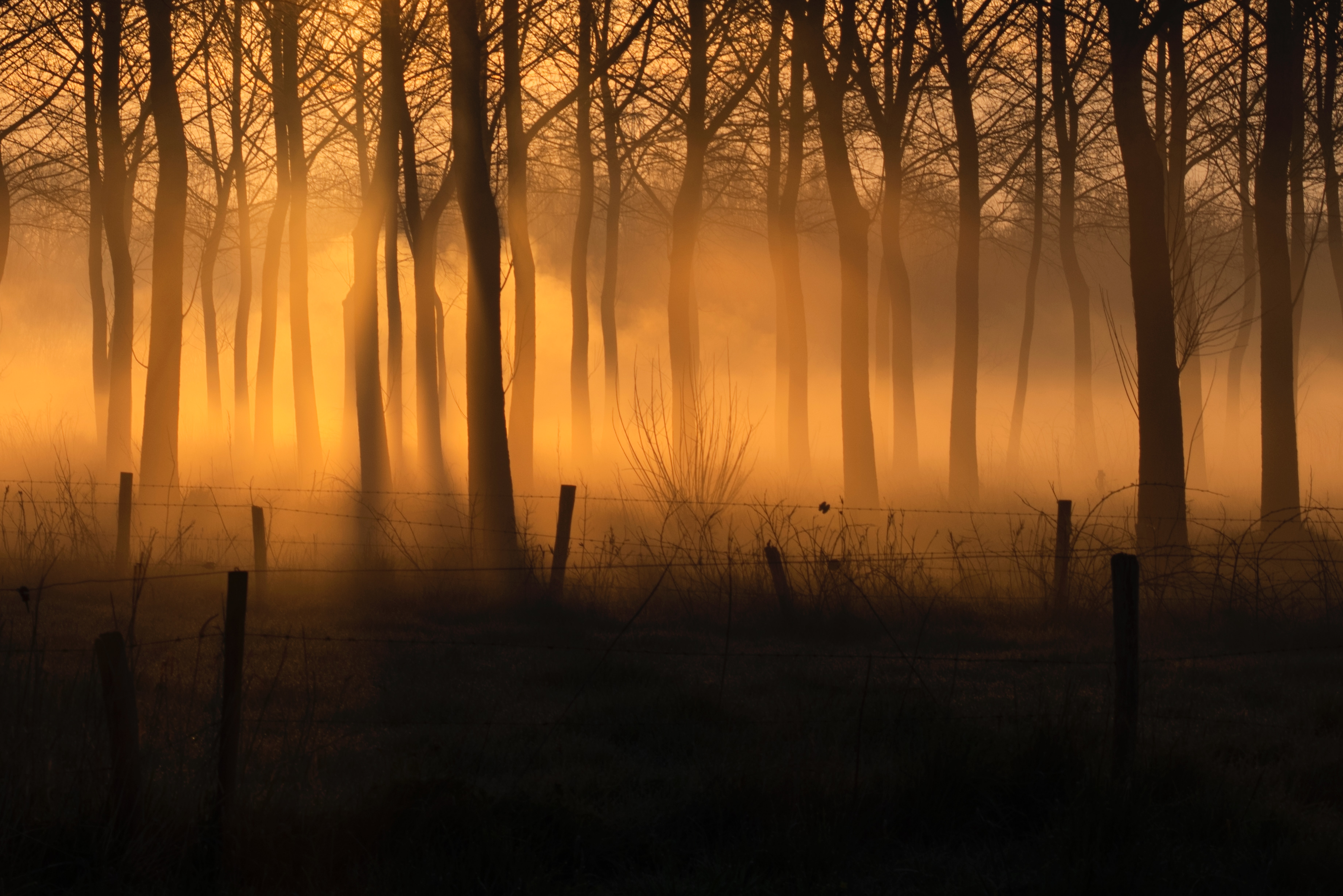 Free download wallpaper Nature, Trees, Forest, Fence, Fog on your PC desktop