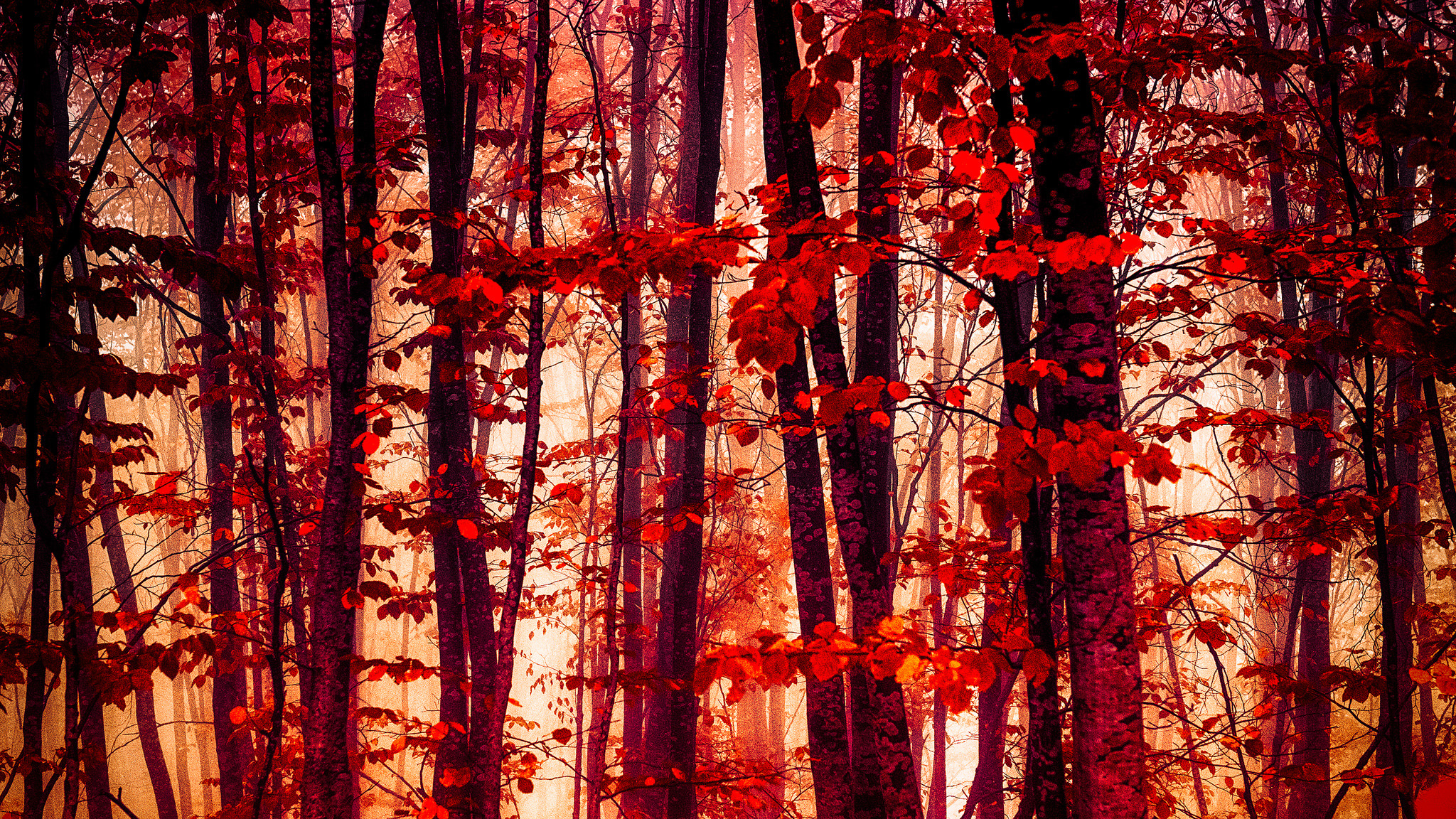 Скачать картинку Природа, Осень, Лес, Красный, Дерево, Земля/природа в телефон бесплатно.