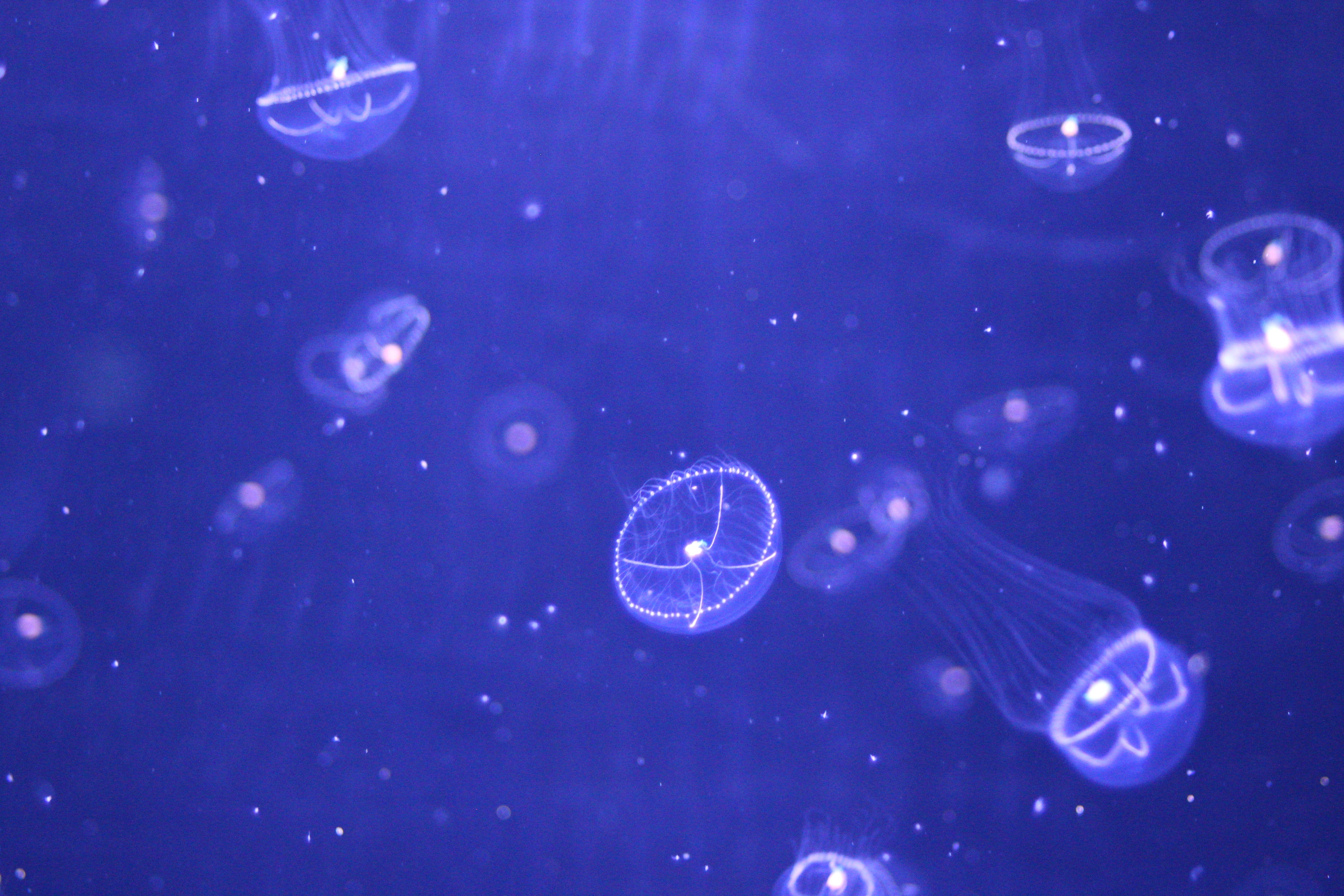 155653 Hintergrundbild herunterladen tiere, wasser, jellyfish, partikel, hübsch, es ist wunderschön - Bildschirmschoner und Bilder kostenlos